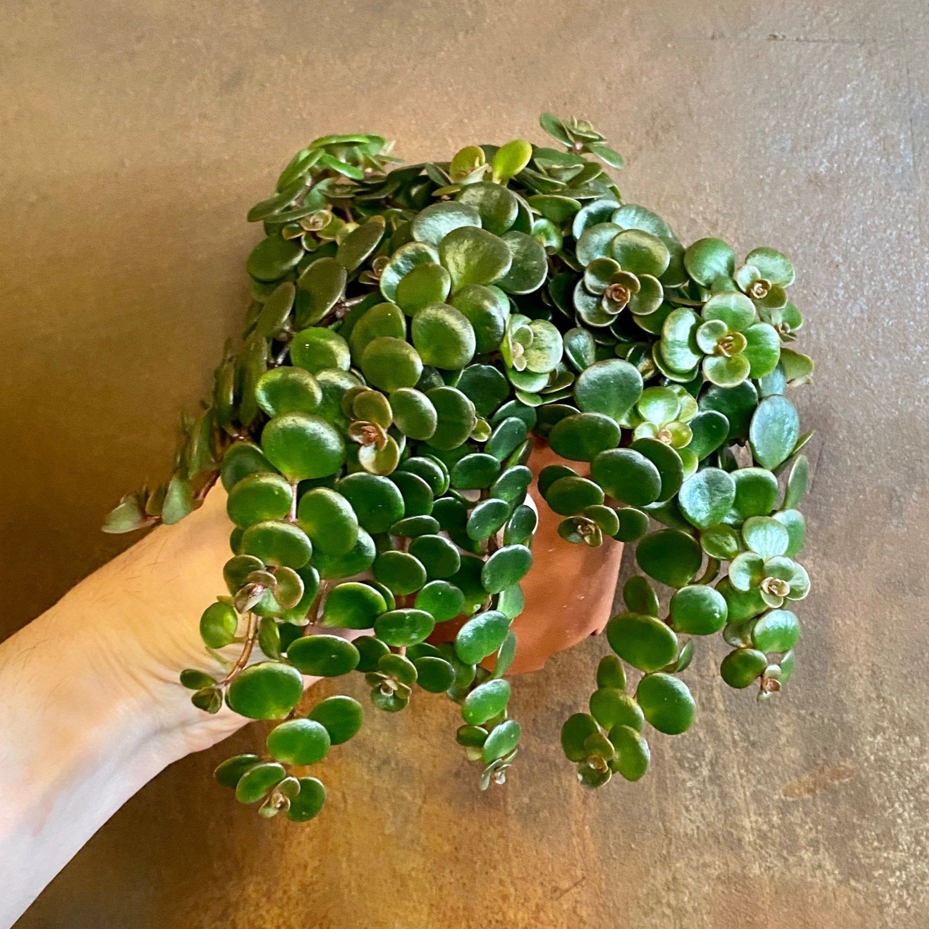 tundra tornado plant Sedum makinoi 'Tornado'