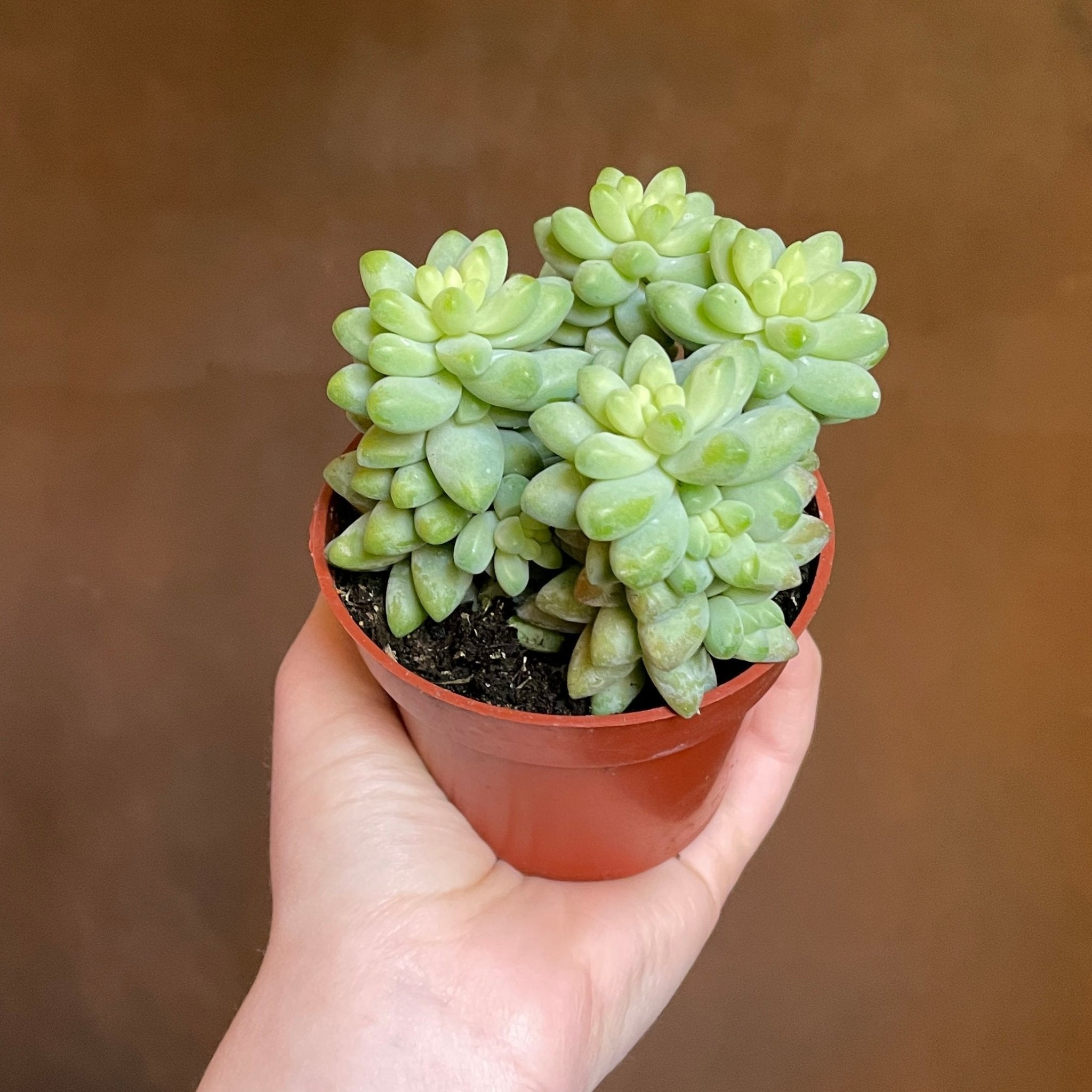 Sedum morganianum (8.5cm pot) - grow urban. UK