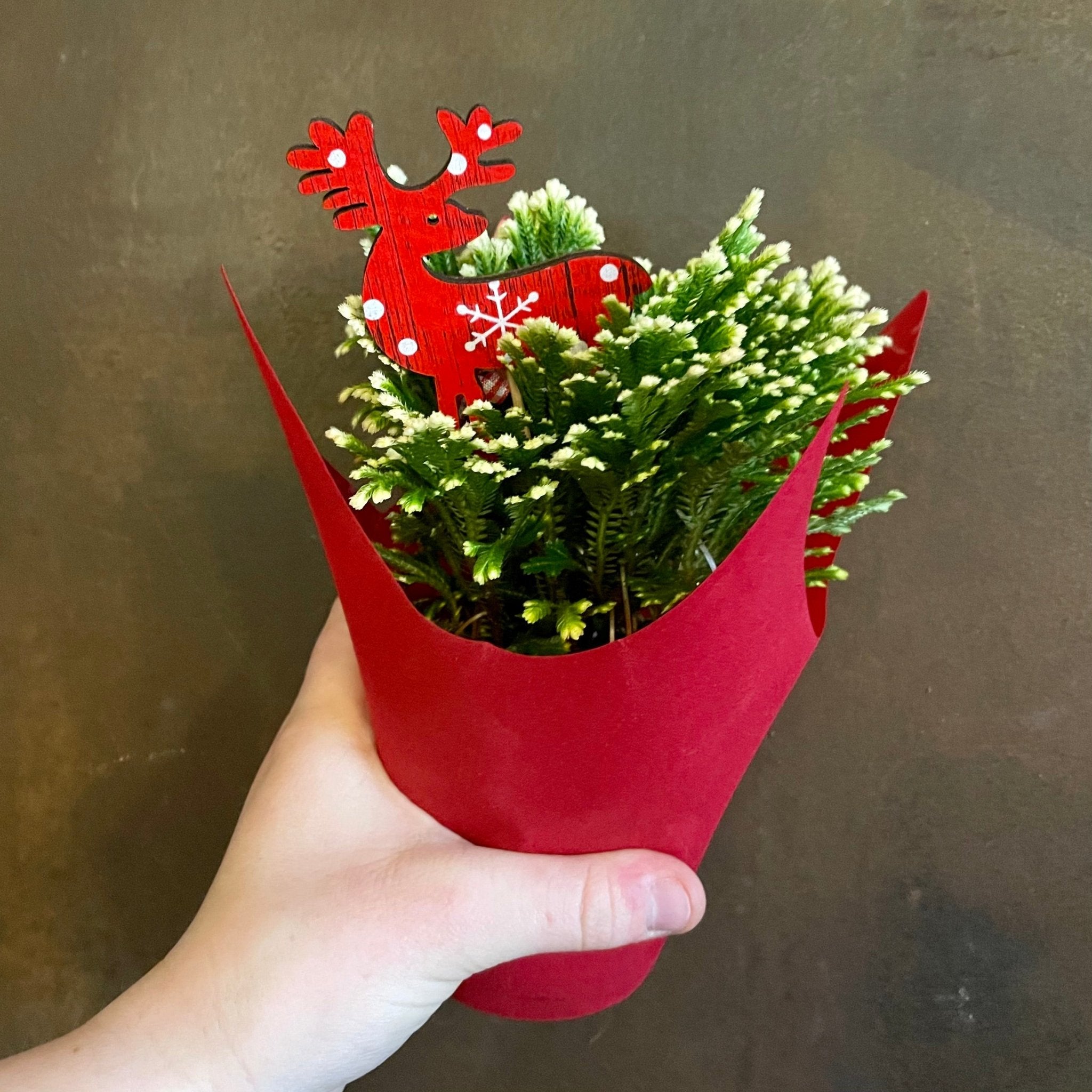 Selaginella martensii ‘Jori’ - grow urban. UK