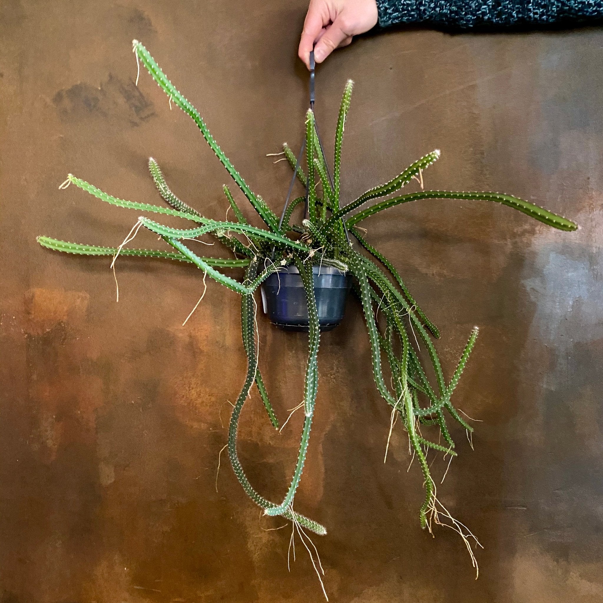 Selenicereus grandifloras - grow urban. UK