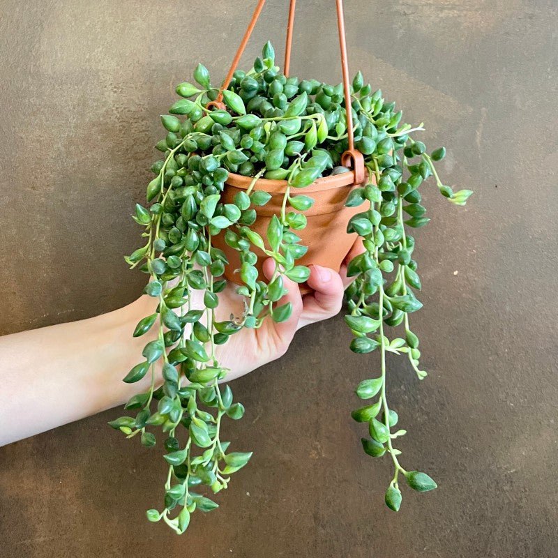 Senecio herreianus (12cm hangpot) - grow urban. UK