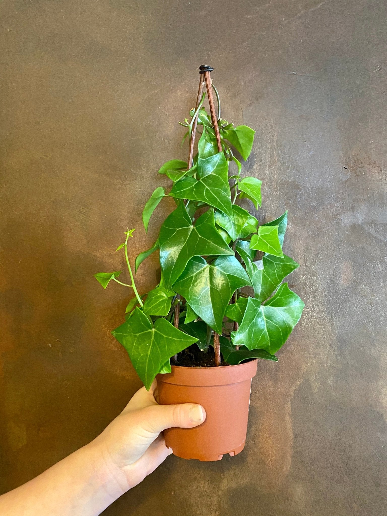 Senecio macroglossus - grow urban. UK