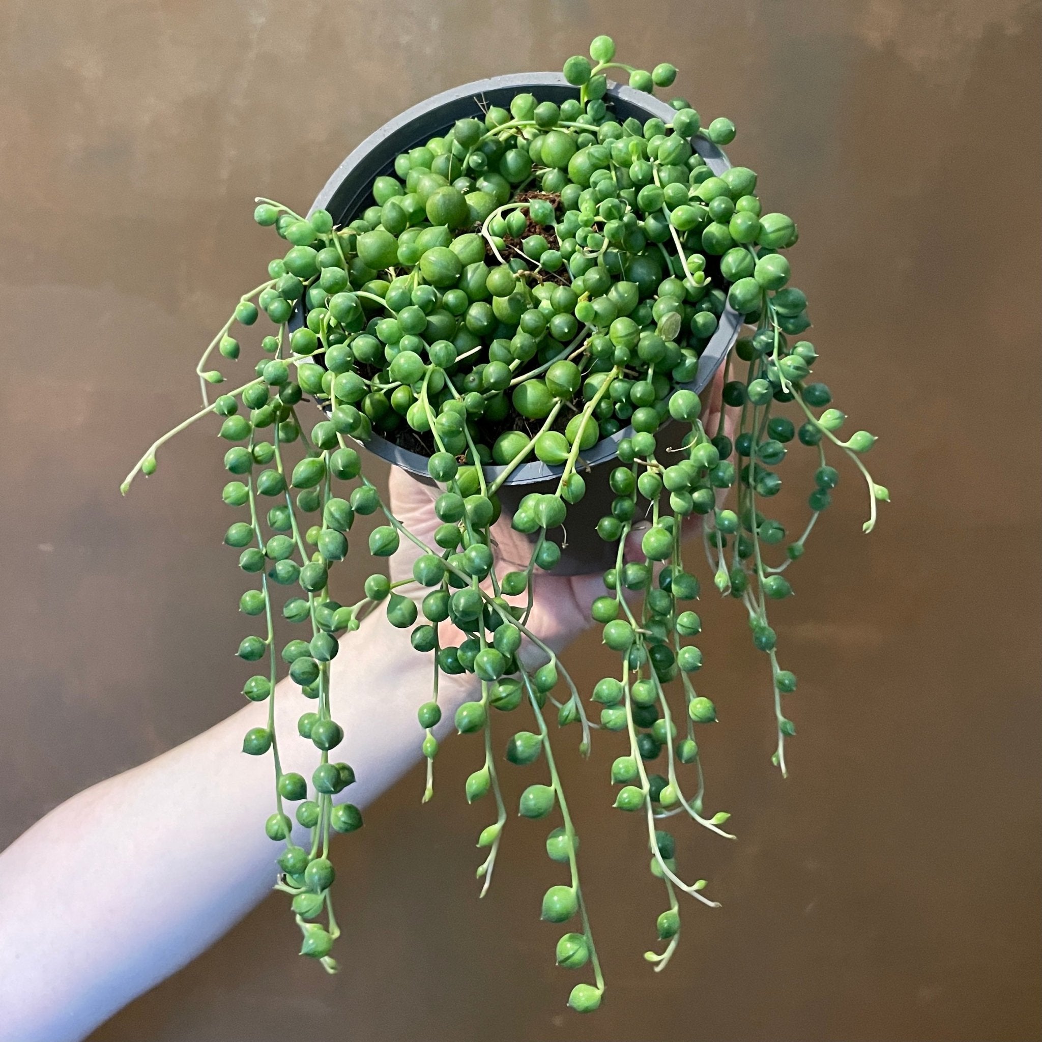 Senecio rowleyanus (12cm pot) - grow urban. UK