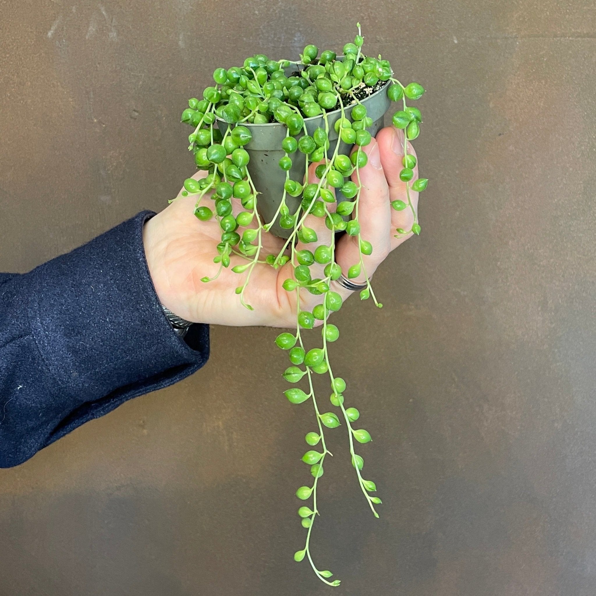 Senecio rowleyanus (9cm pot) - grow urban. UK