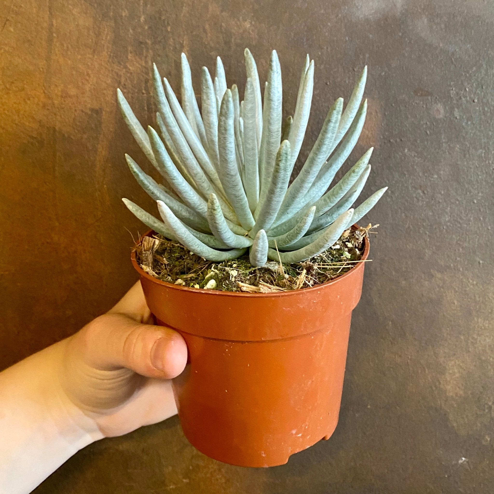 Senecio scaposus ‘Silver Coral’ - grow urban. UK