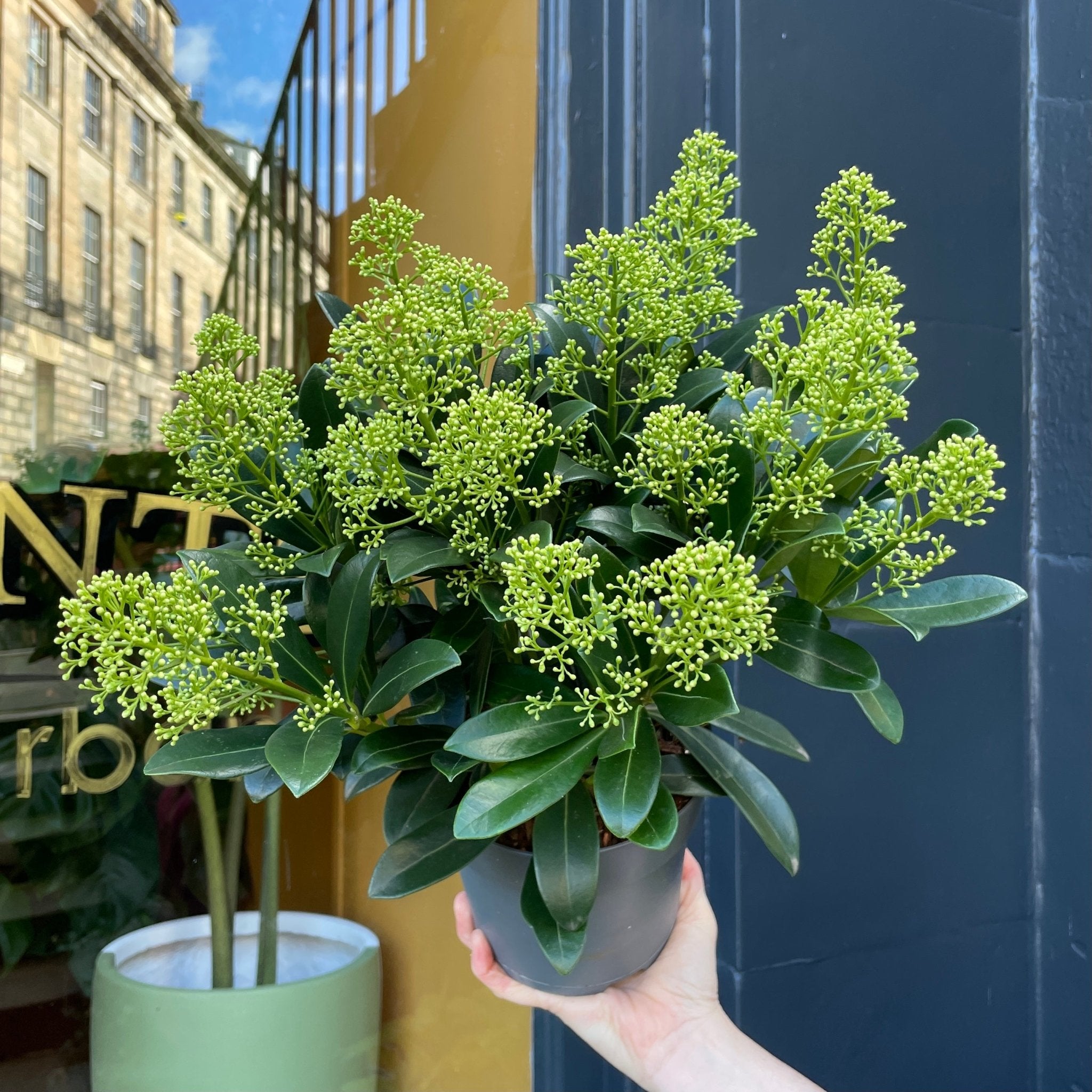 Skimmia japonica 'Finchy' - grow urban. UK
