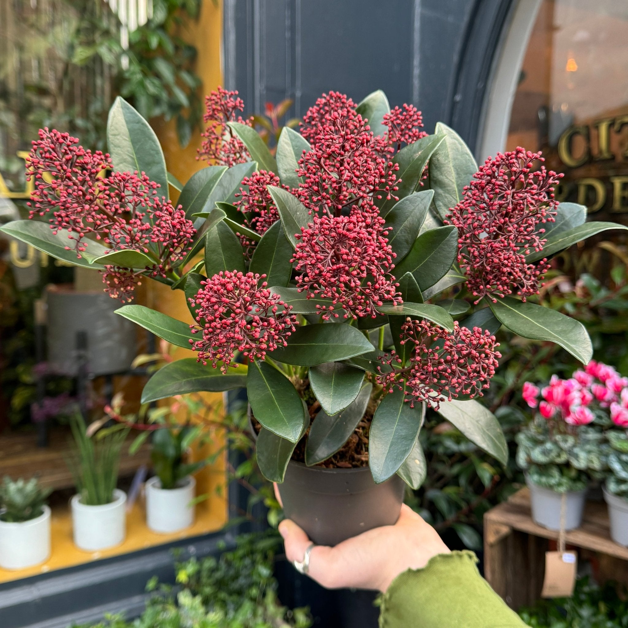 Skimmia japonica 'Rubella' - grow urban. UK