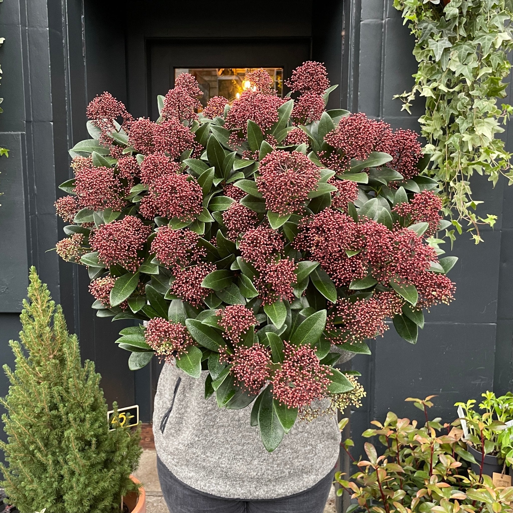 Skimmia japonica 'Rubella' XXL - grow urban. UK