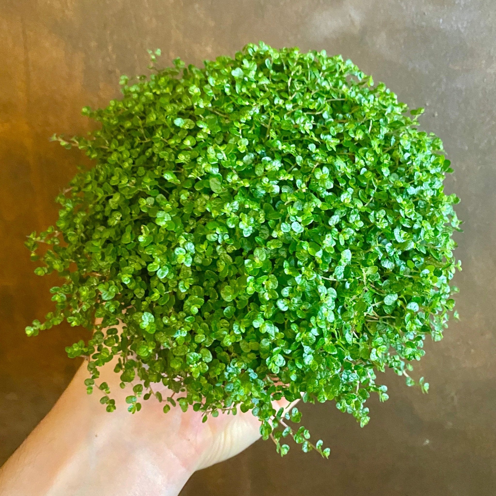 Soleirolia soleirolii - grow urban. UK