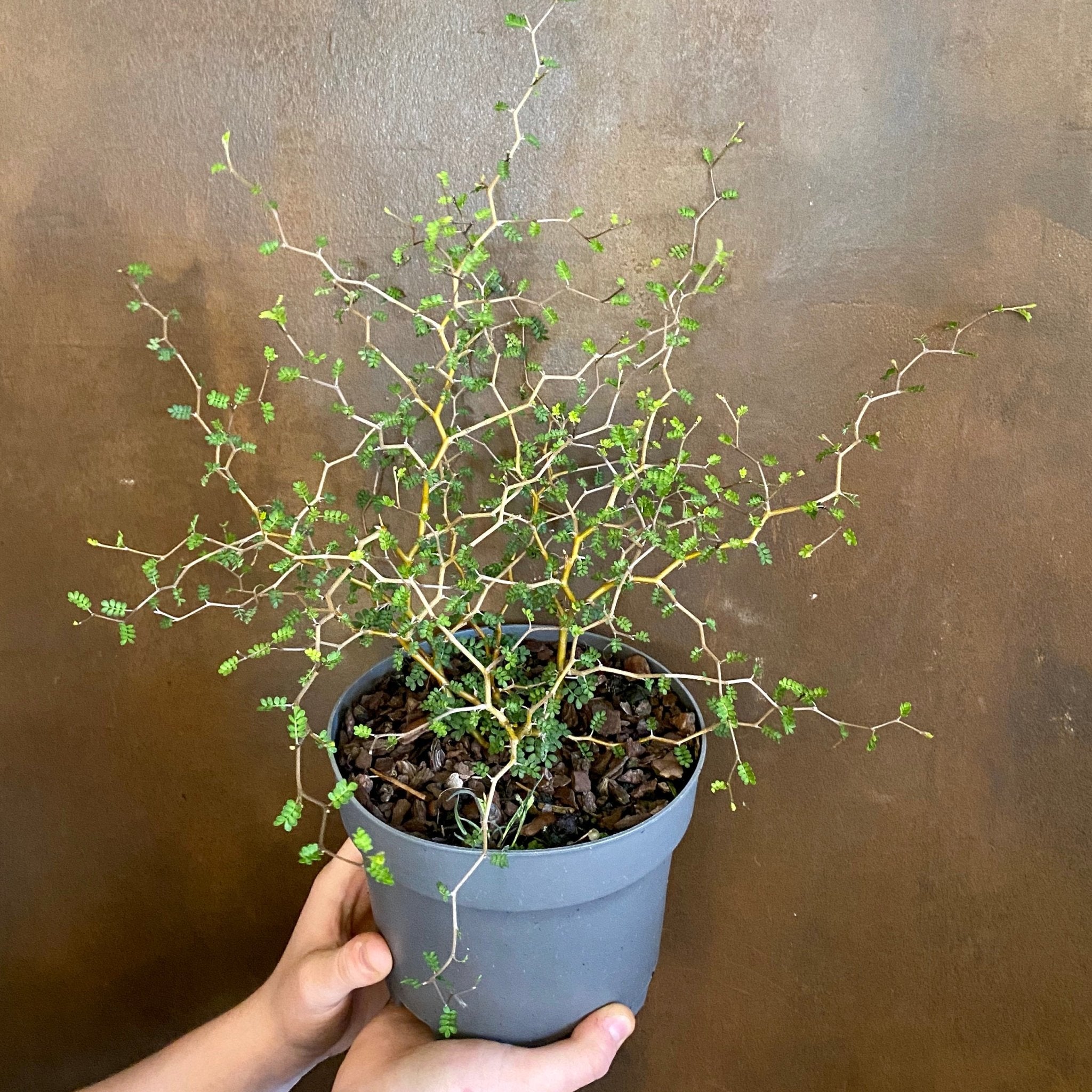 Sophora prostrata 'Little Baby' - grow urban. UK