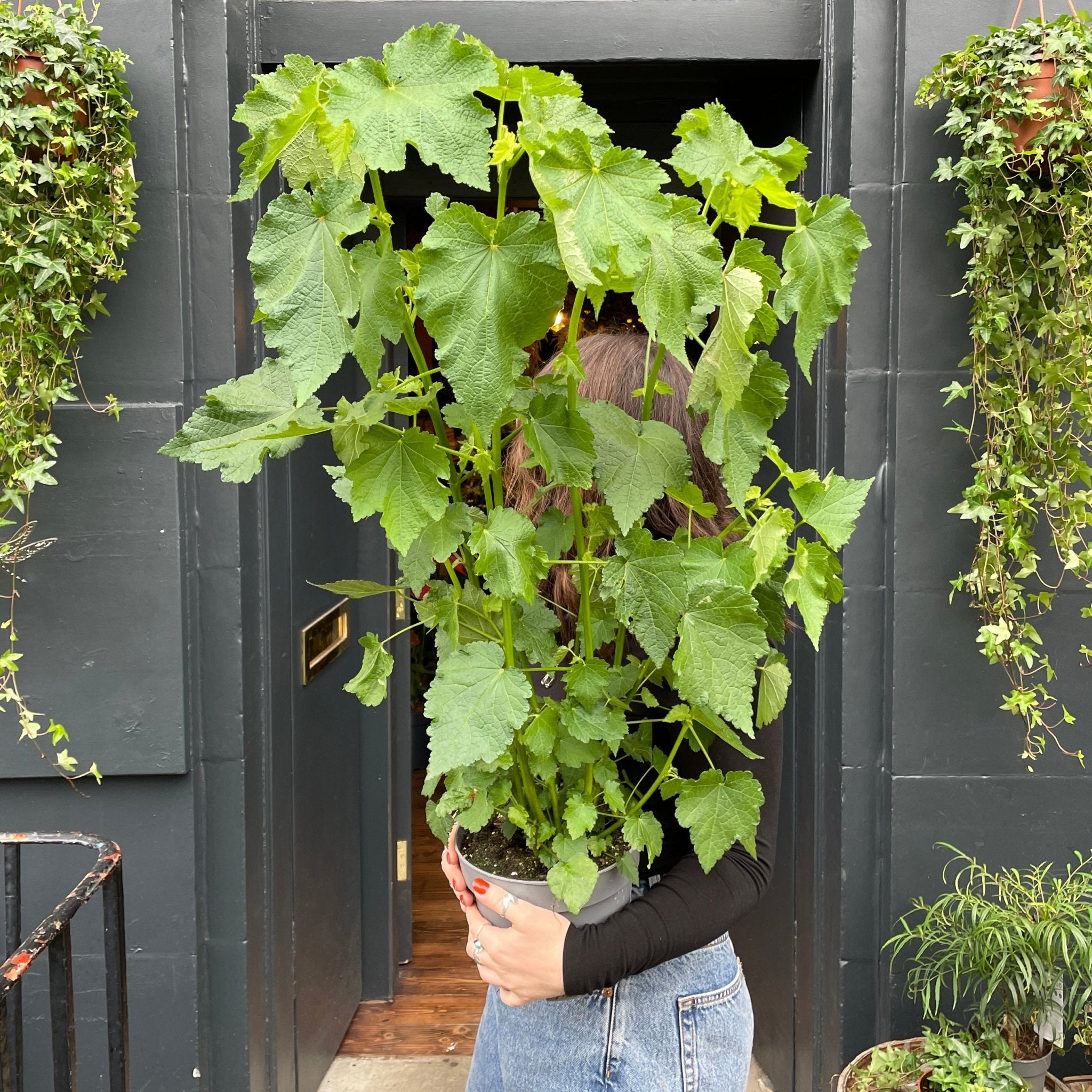 Sparmannia africana - grow urban. UK