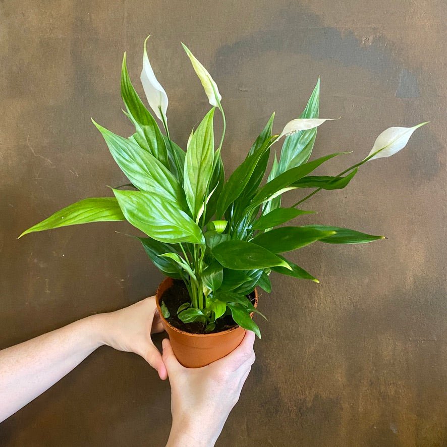 Spathiphyllum 'Alana'
