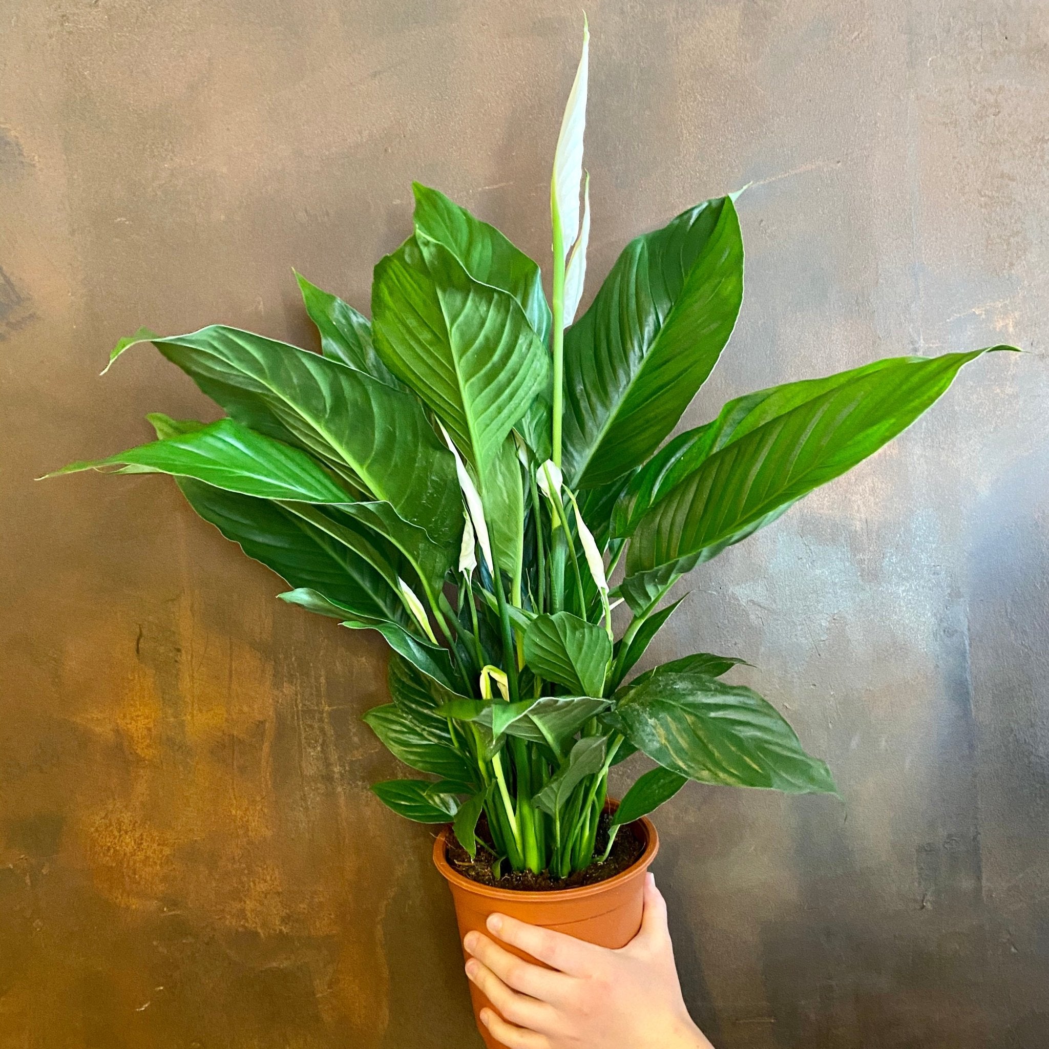 Spathiphyllum 'Bingo Cupido' - grow urban. UK
