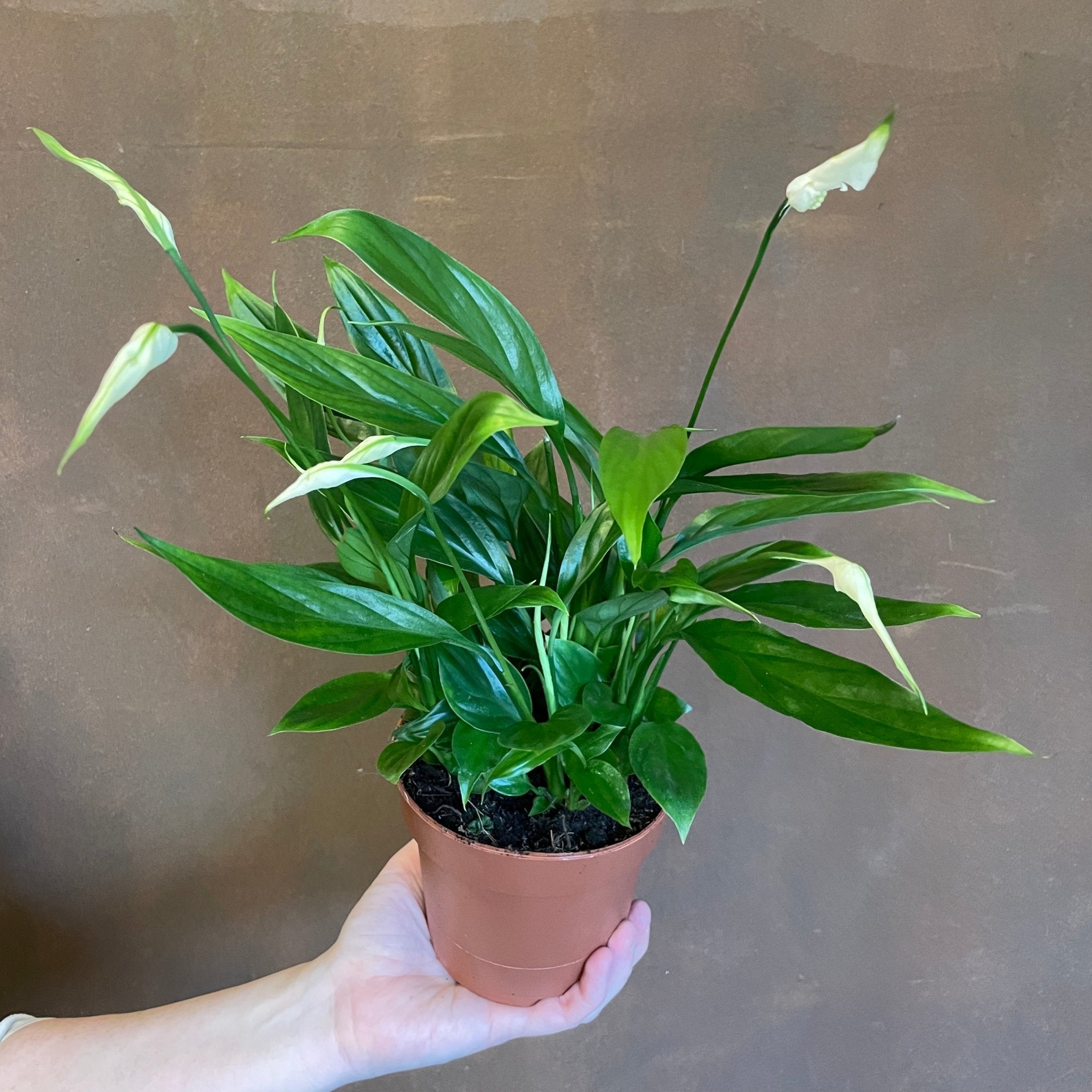 Spathiphyllum ‘Korto’ - grow urban. UK