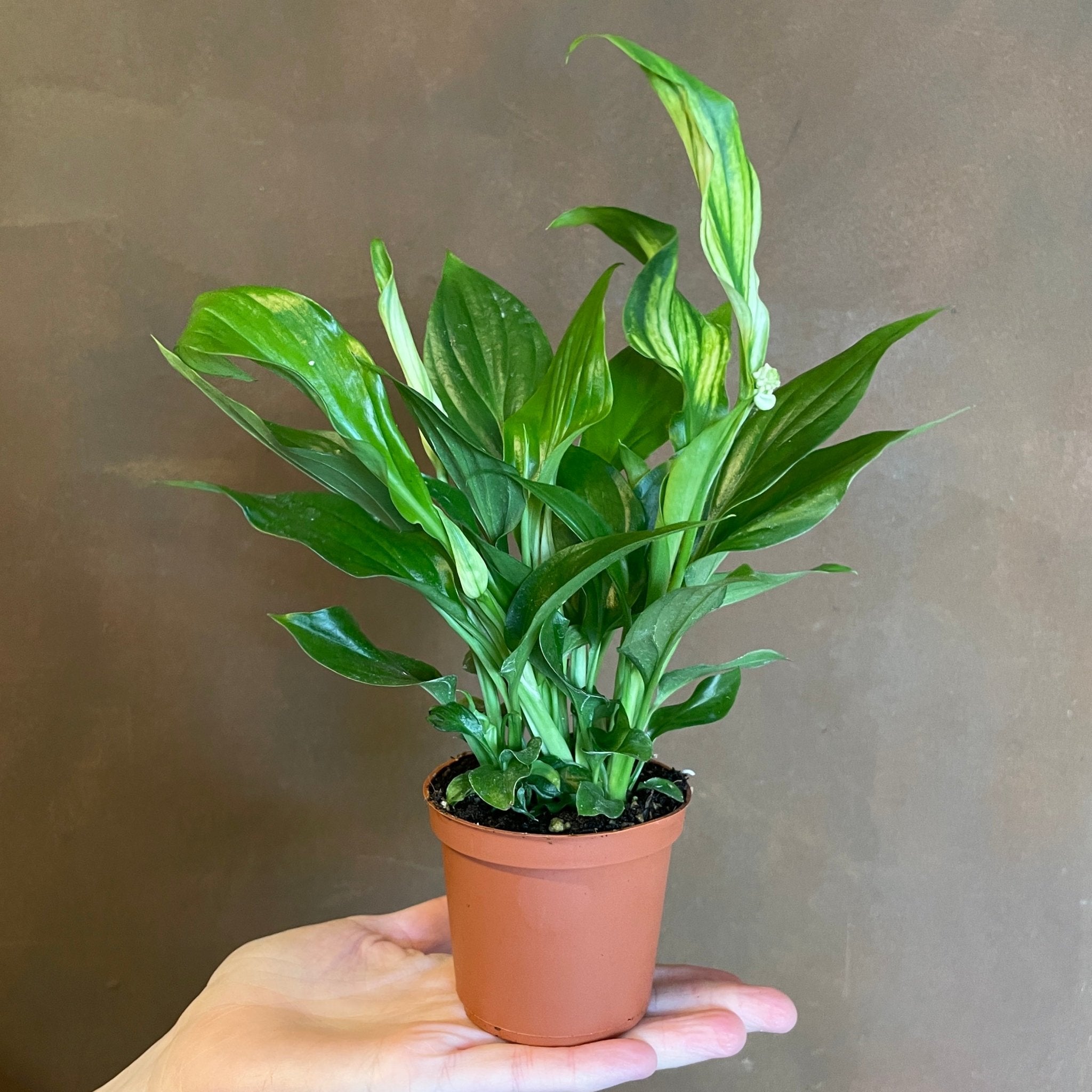 Spathiphyllum ‘Pearl Cupido’ (7cm pot) - grow urban. UK