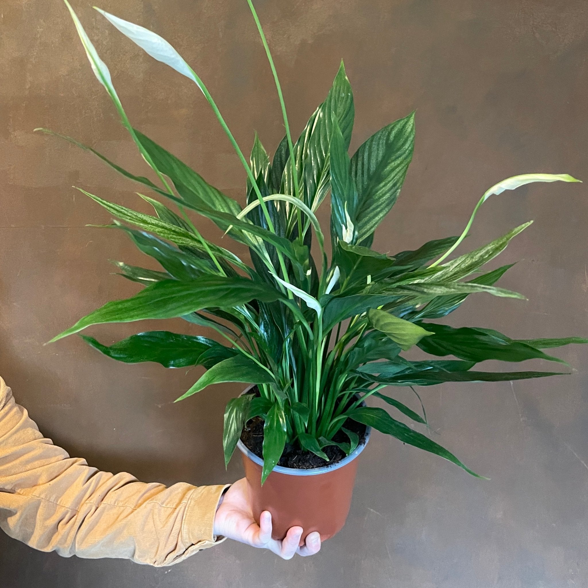 Spathiphyllum ‘Silver Cupido’ - grow urban. UK