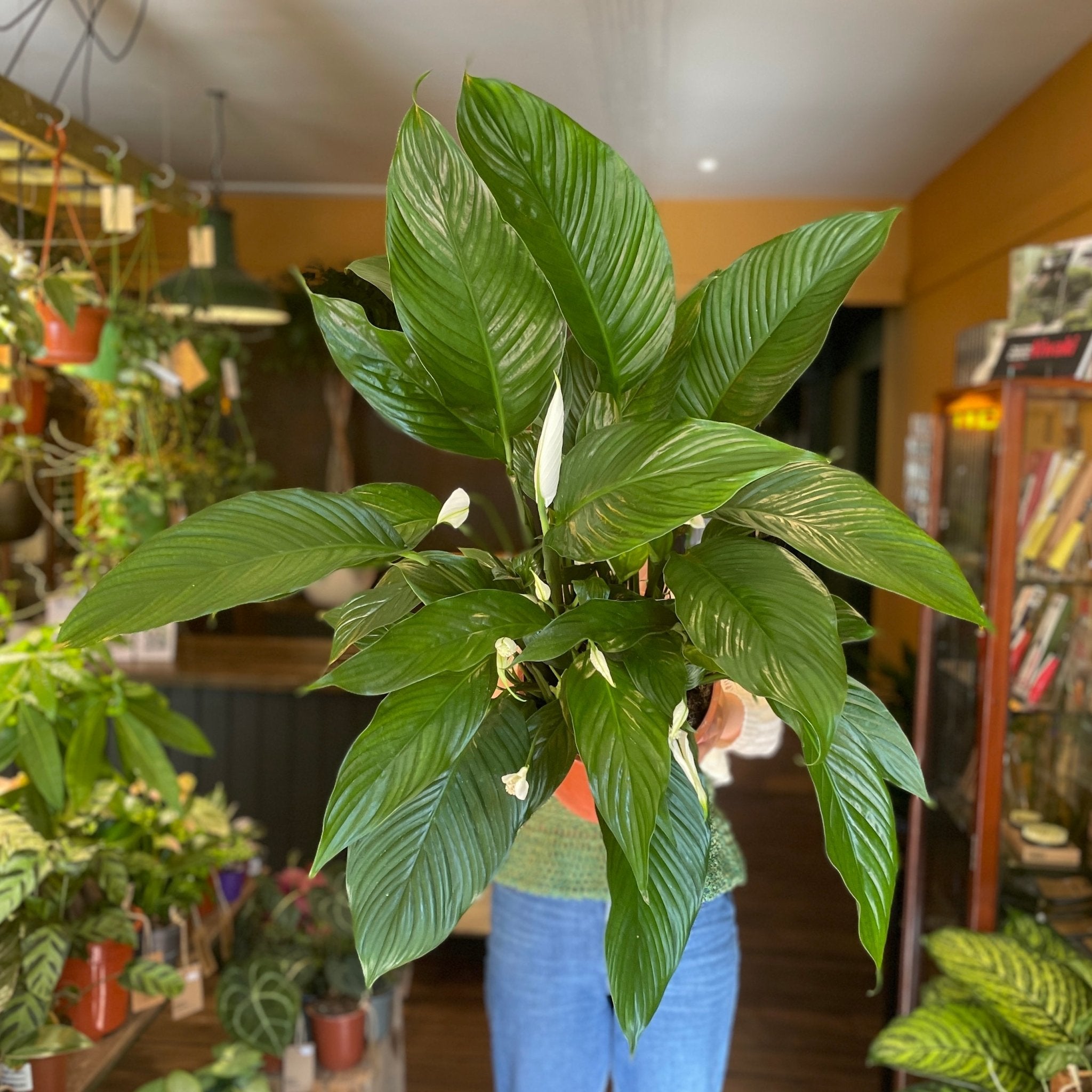 Spathiphyllum 'Sweet Lauretta' - grow urban. UK