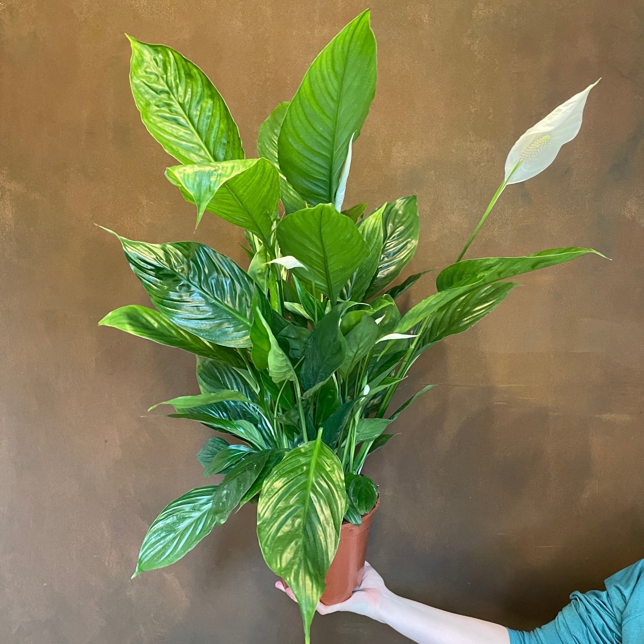 Spathiphyllum 'Vivaldi' - grow urban. UK