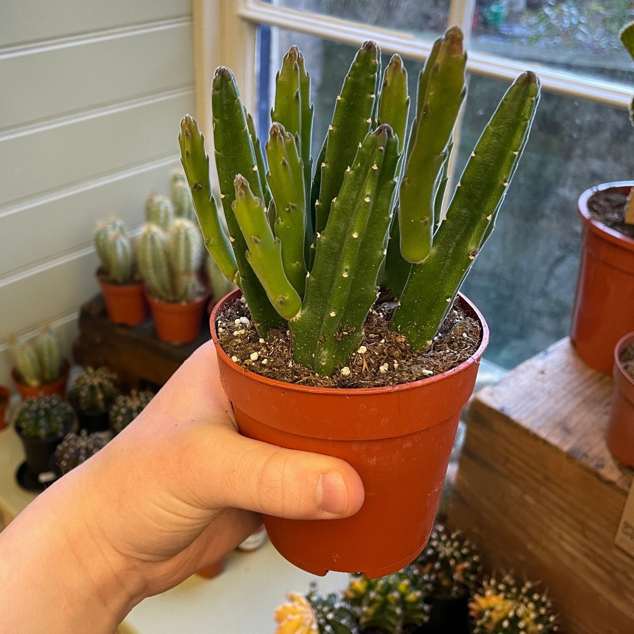 Stapelia leendertziae - grow urban. UK