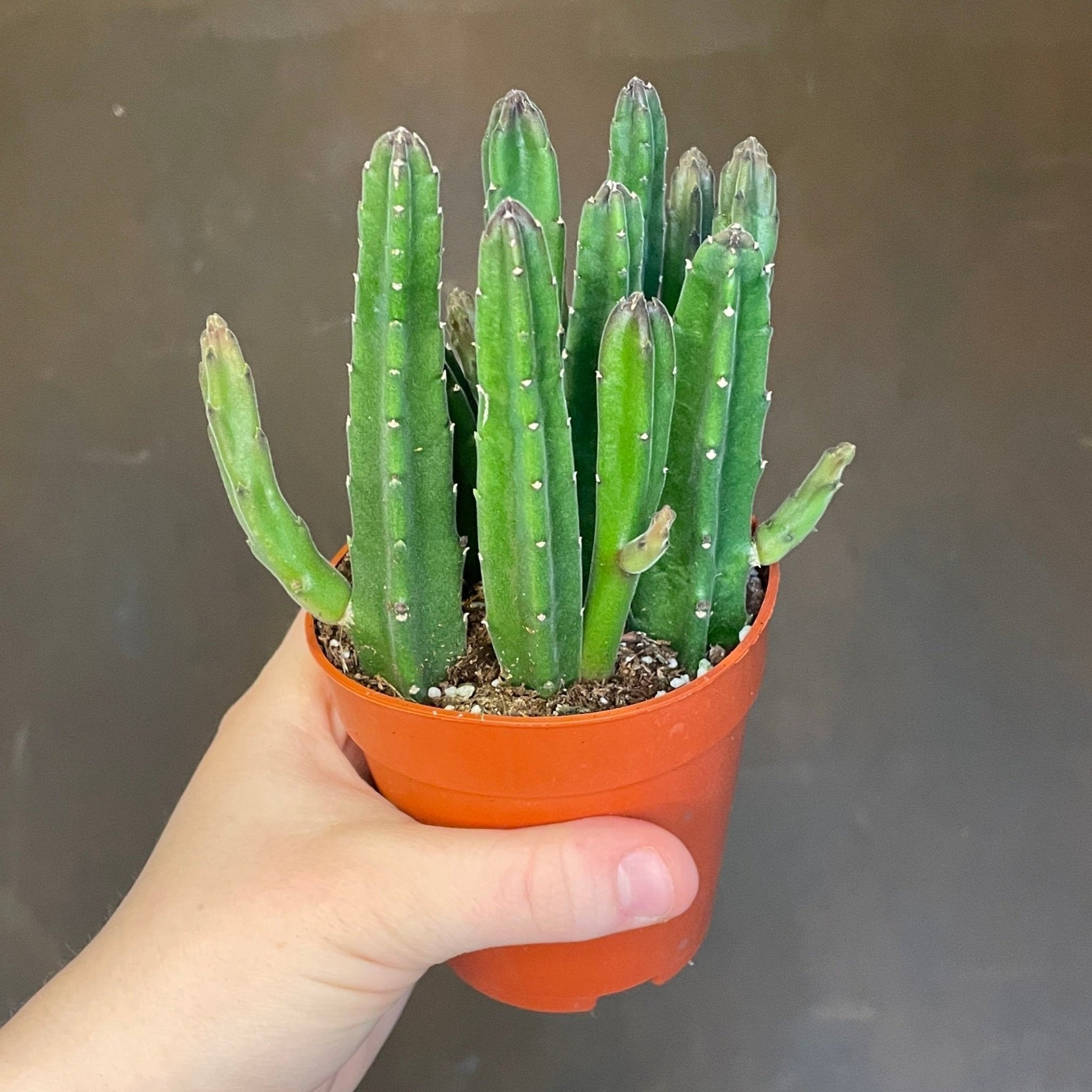 Stapelia leendertziae - grow urban. UK