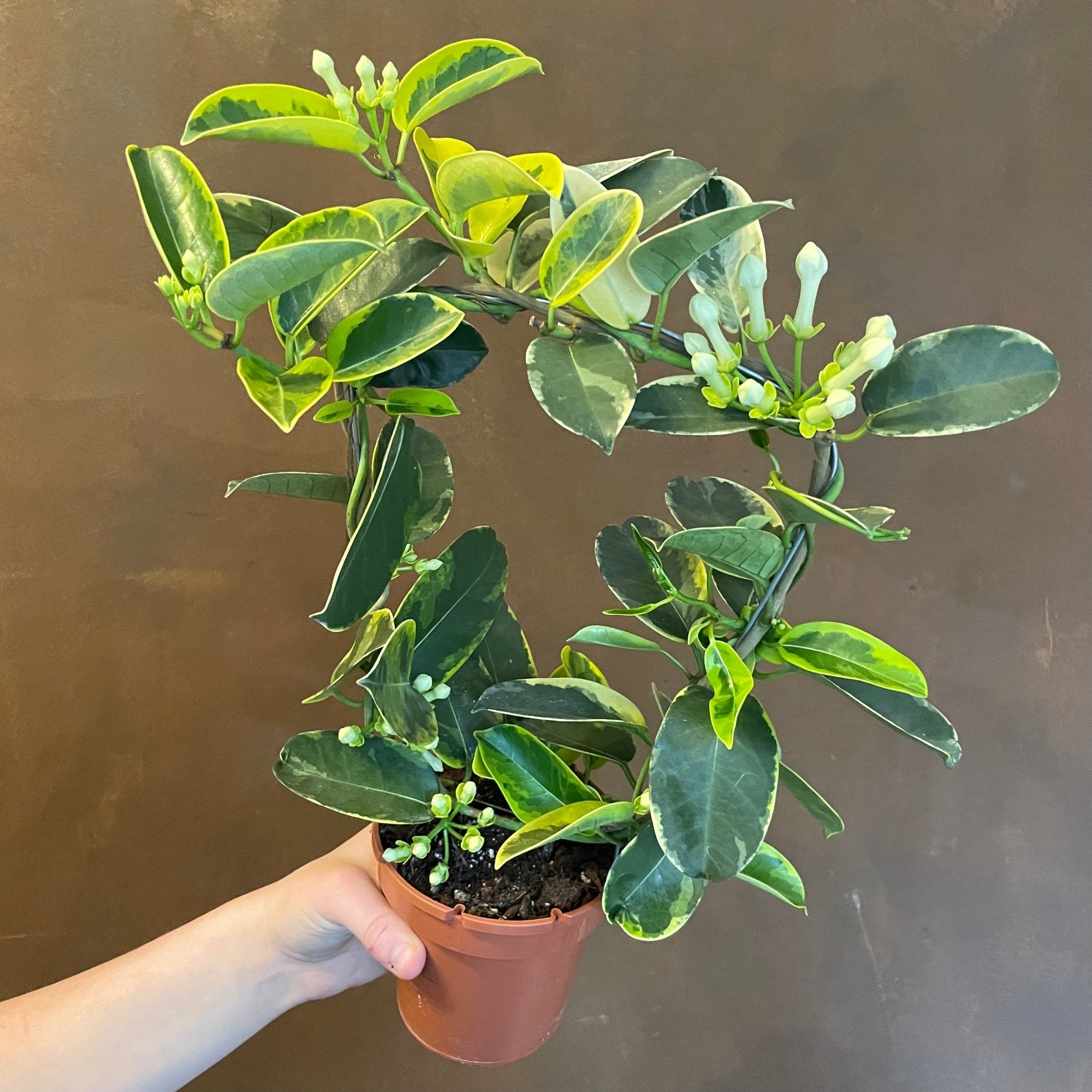 Stephanotis floribunda 'Variegata' - grow urban. UK