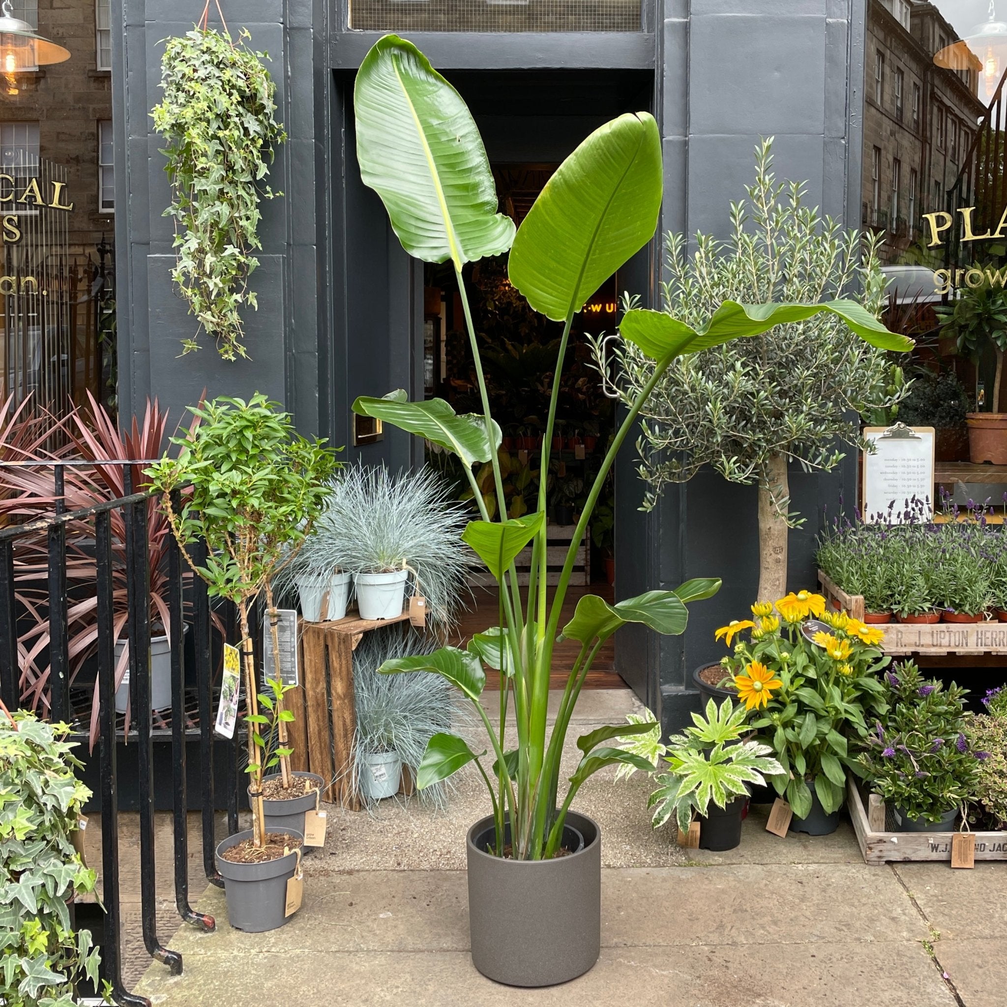 Strelitzia nicolai (190cm) - grow urban. UK