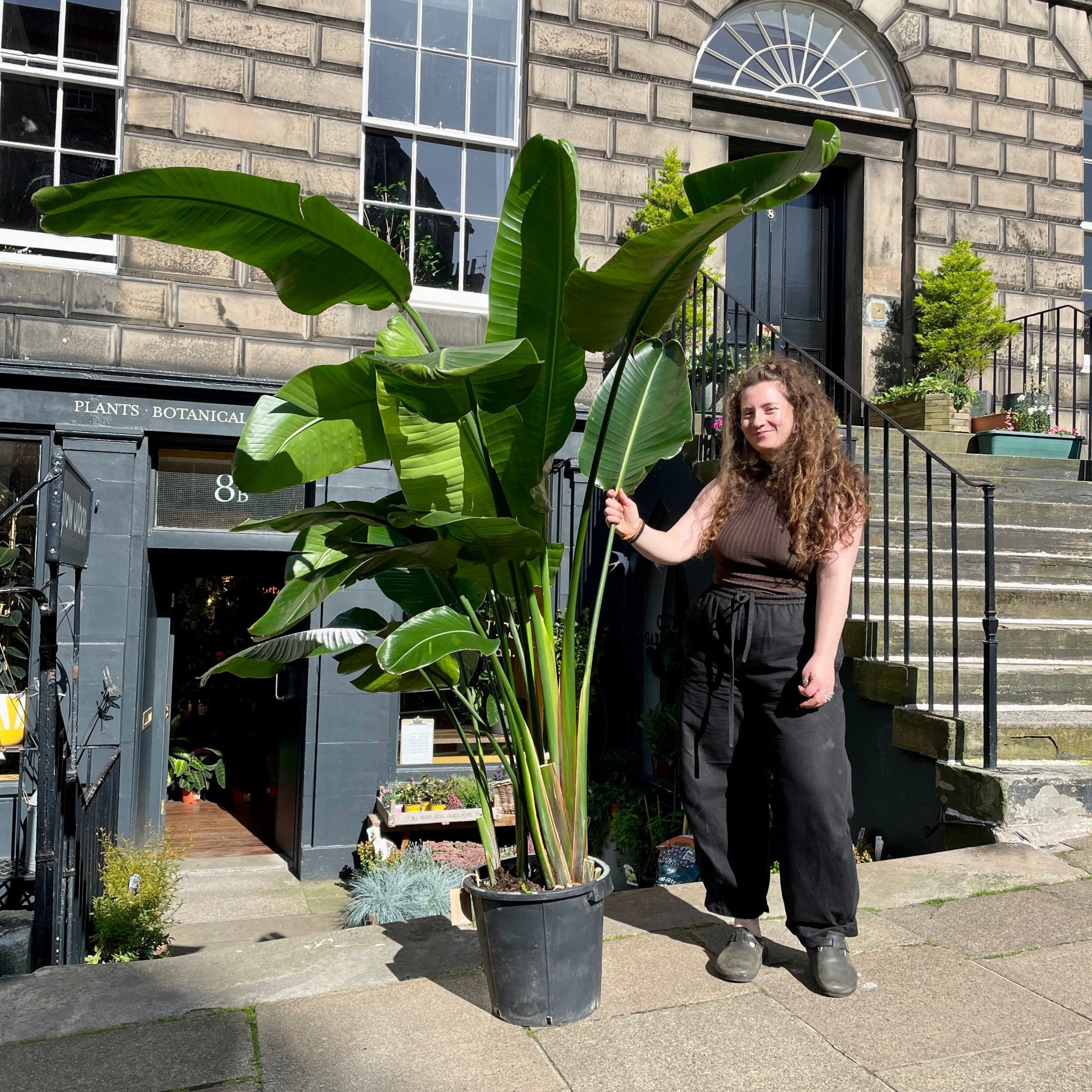 Strelitzia nicolai (220cm) - grow urban. UK