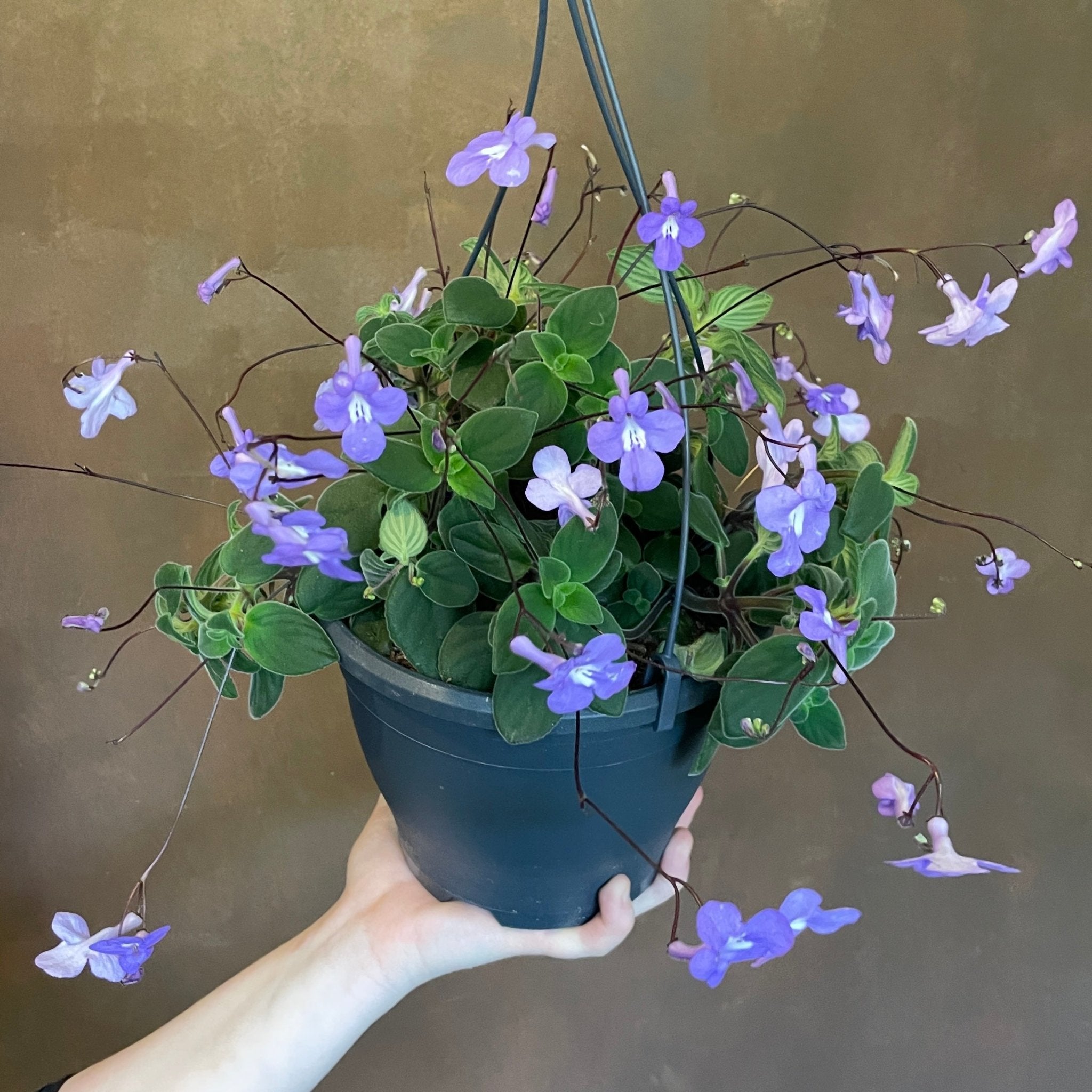 Streptocarpus saxorum - grow urban. UK