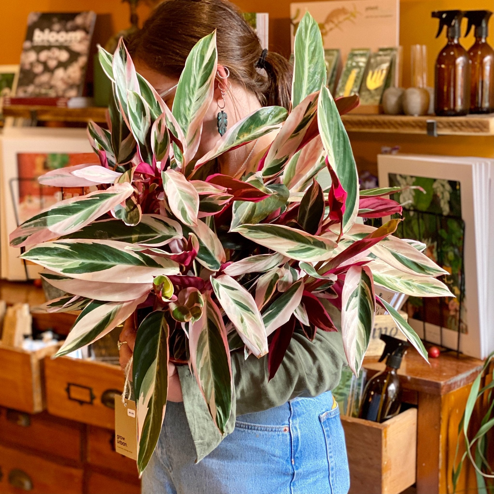 Stromanthe ‘Triostar’ (14cm pot) - grow urban. UK