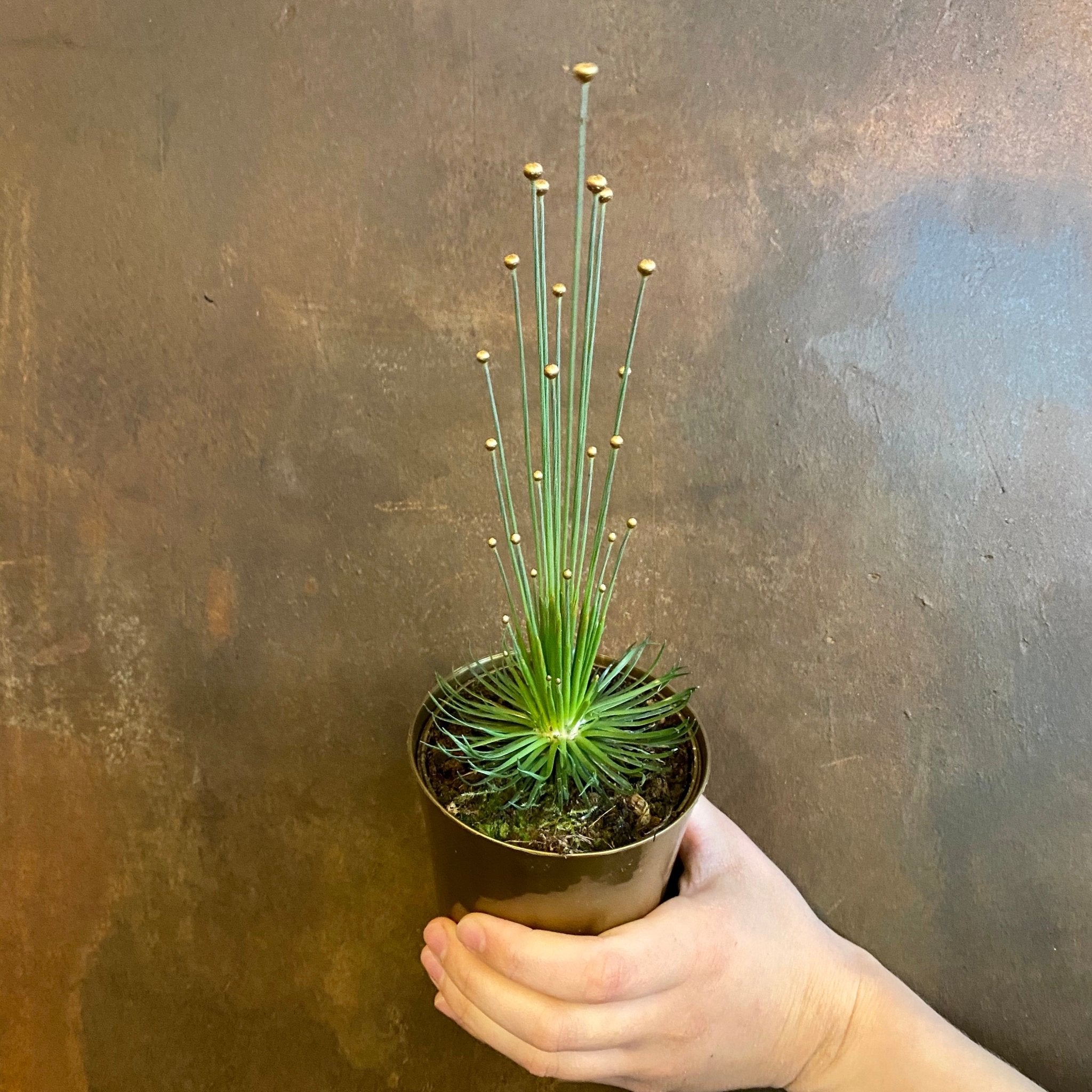 Syngonanthus ‘Mikado’ - grow urban. UK