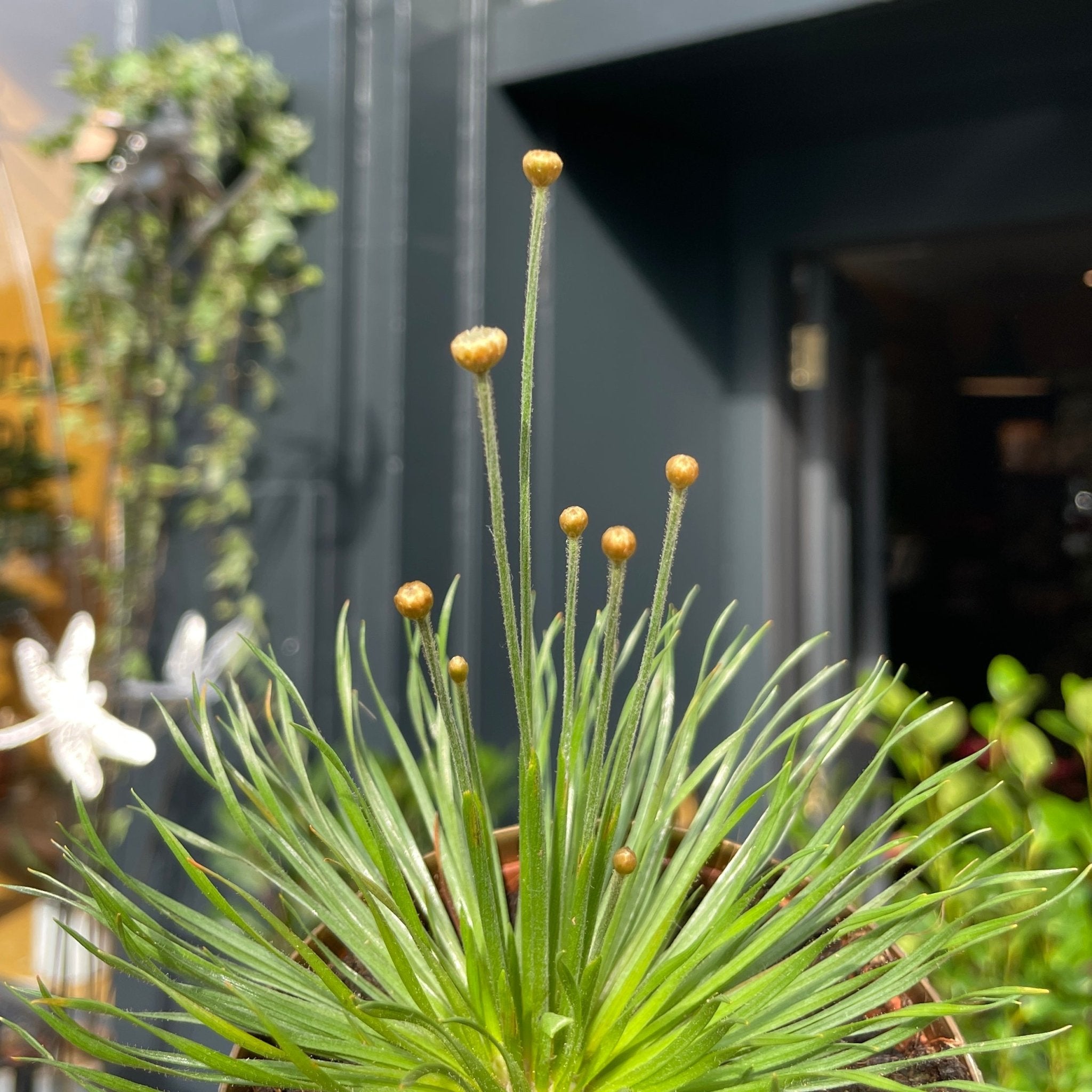 Syngonanthus ‘Mikado’ - grow urban. UK