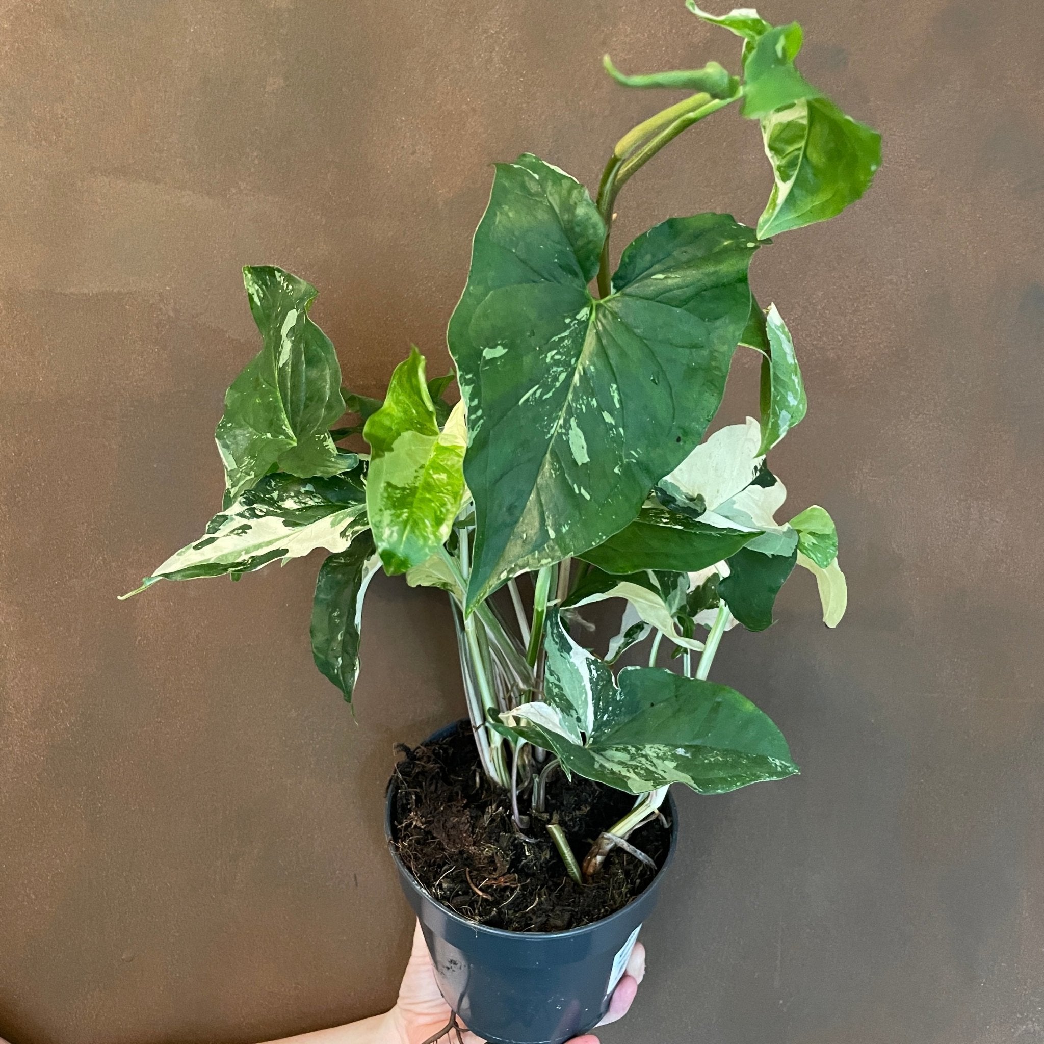 Syngonium ‘Albo Variegata’ - grow urban. UK