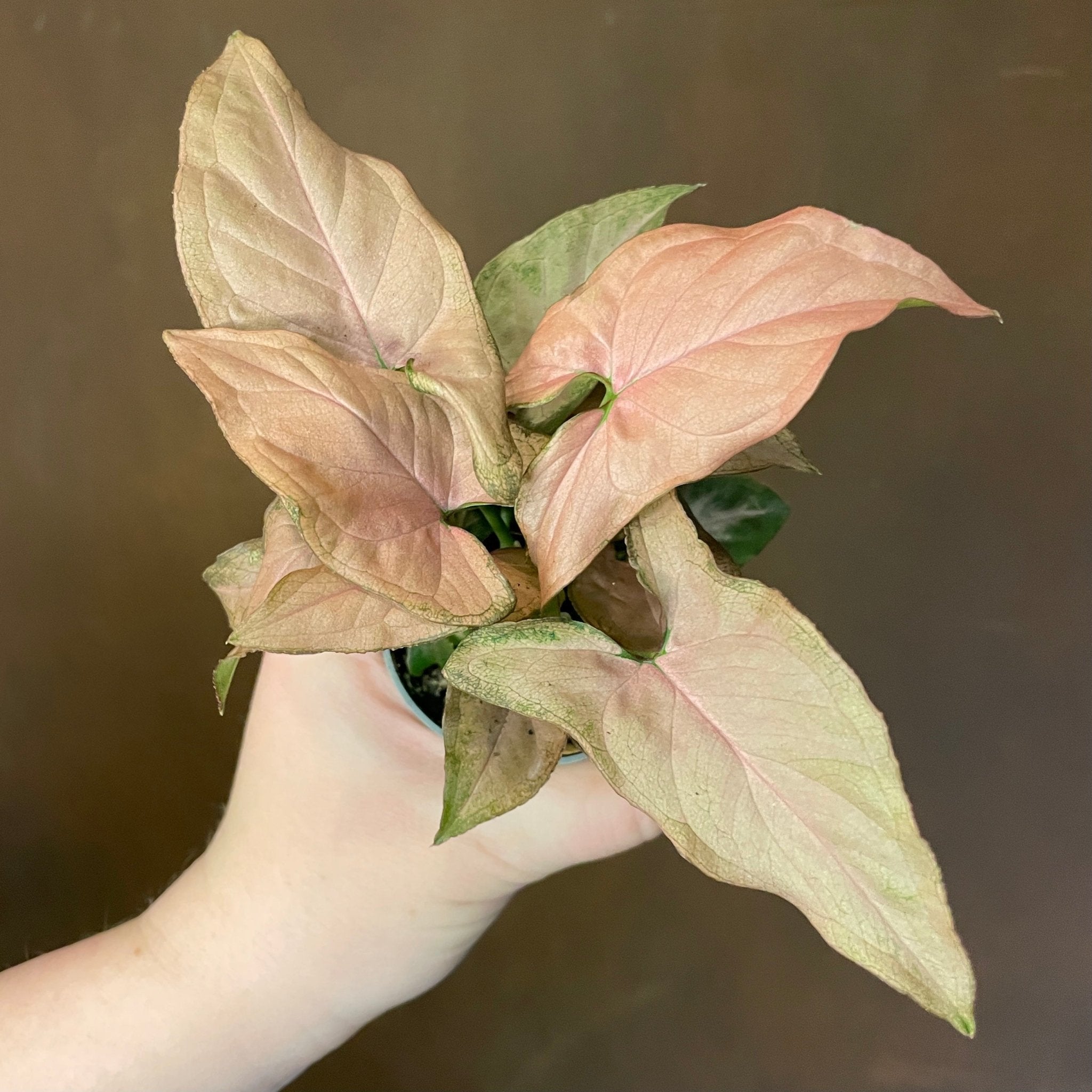 Syngonium 'Pink Allusion' - grow urban. UK