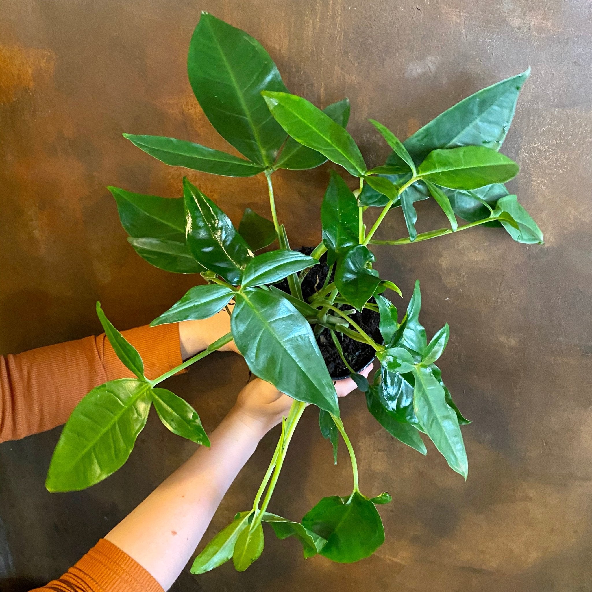 Syngonium 'Trileaf Wonder' (15cm pot) - grow urban. UK