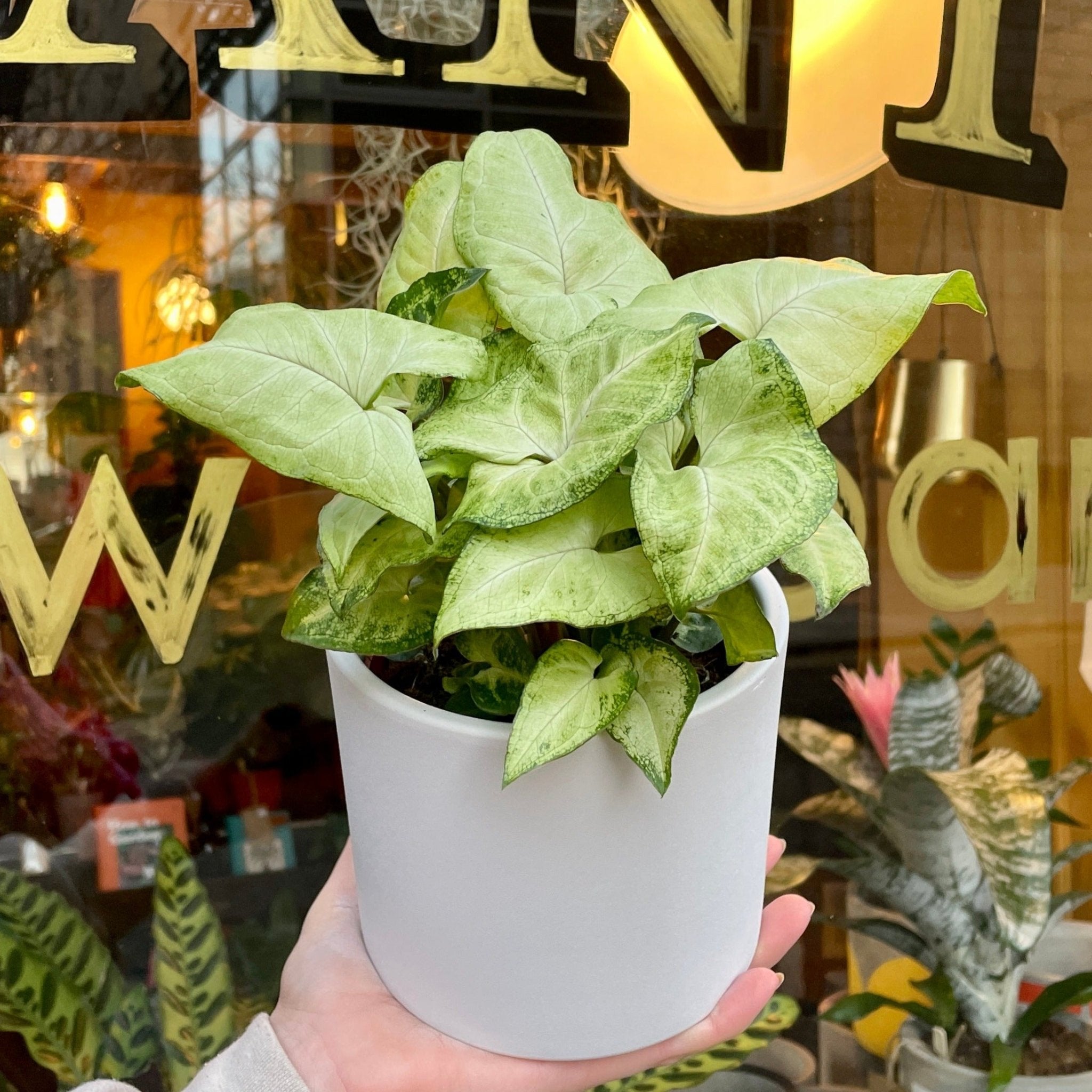 Syngonium ‘White Butterfly’ - grow urban. UK