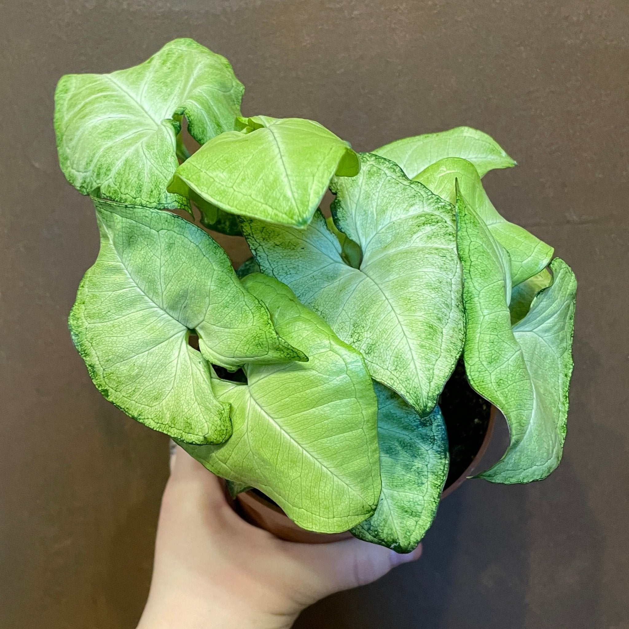Syngonium ‘White Butterfly’ - grow urban. UK