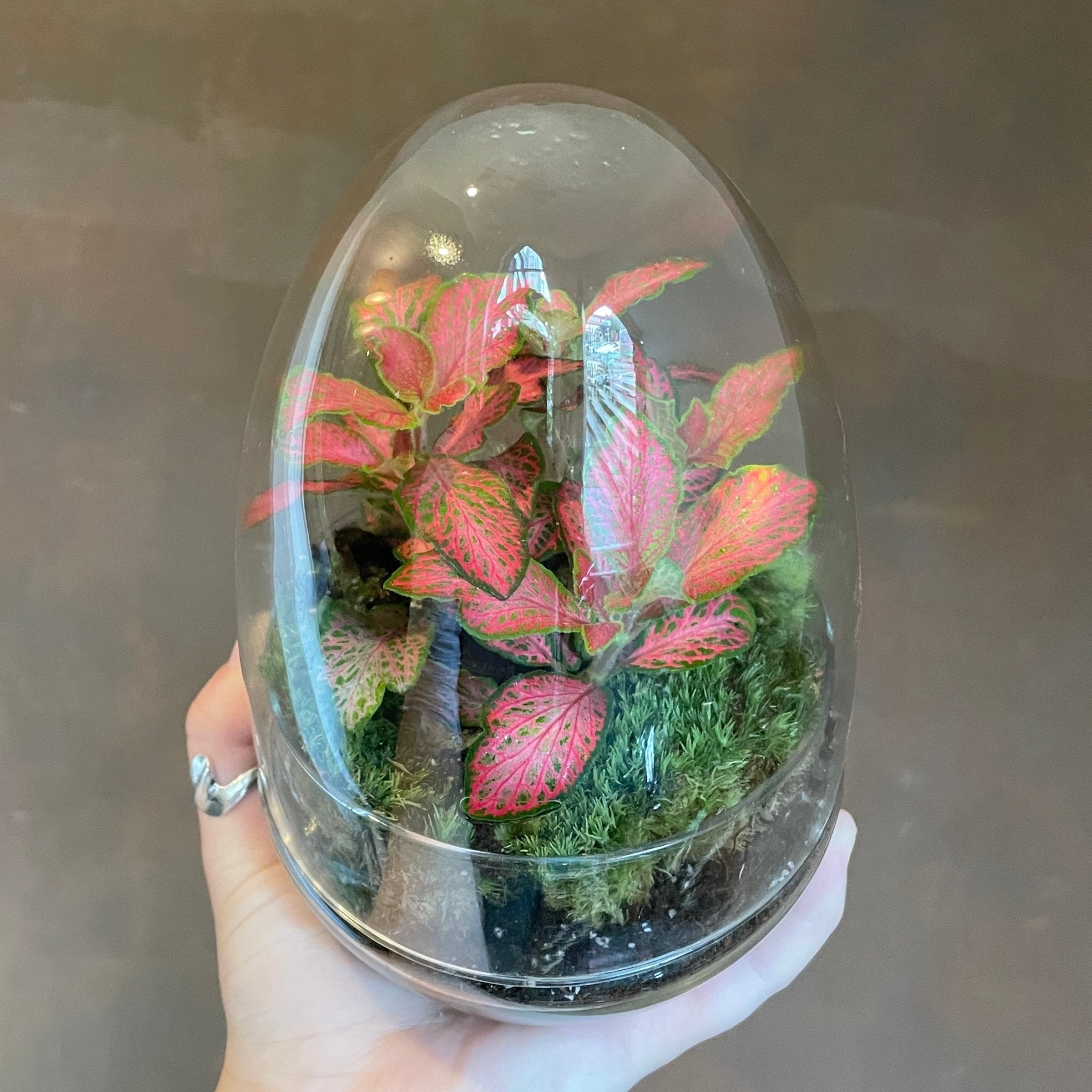 Terrarium Egg - grow urban. UK