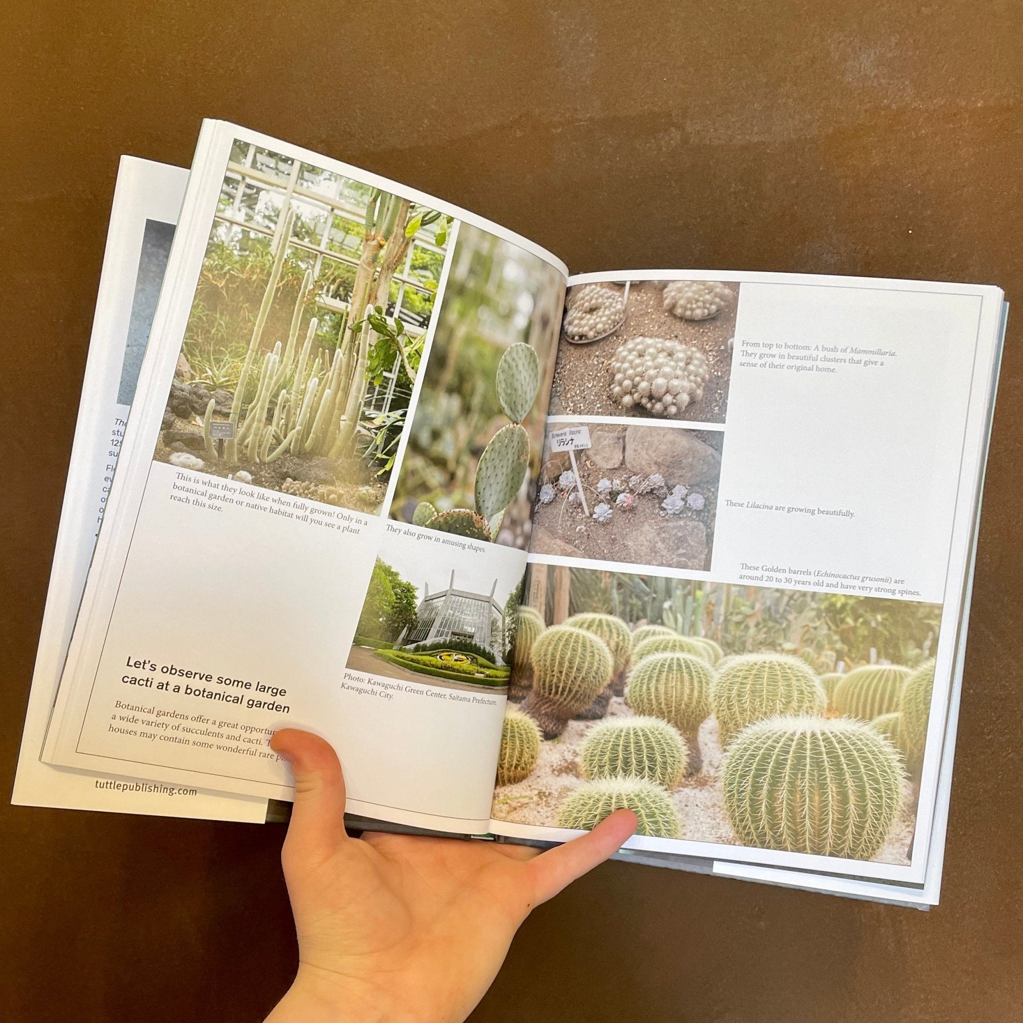 The Gardener's Guide to Succulents - grow urban. UK