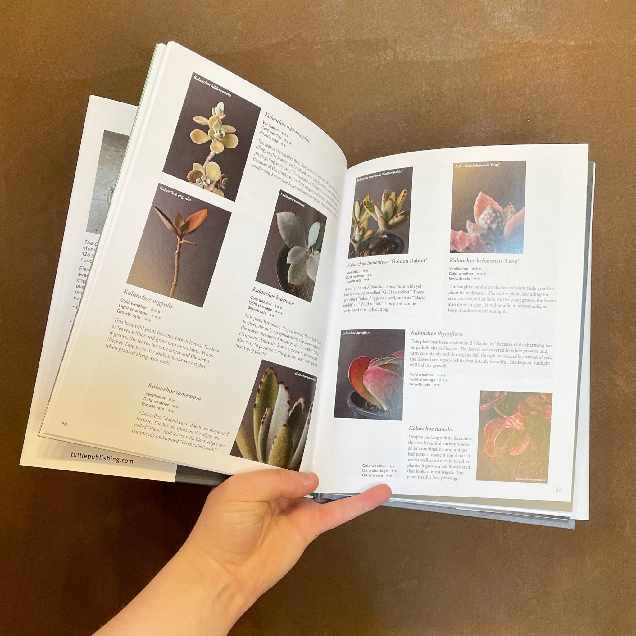 The Gardener's Guide to Succulents - grow urban. UK