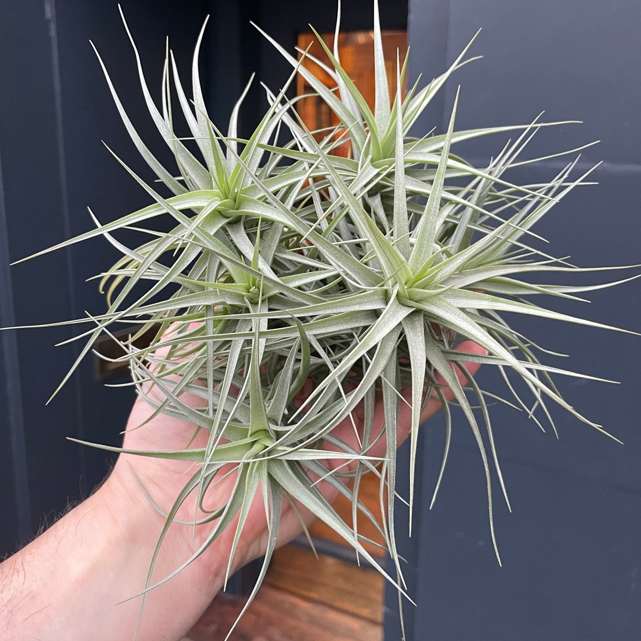 Tillandsia aeranthos XXL - grow urban. UK