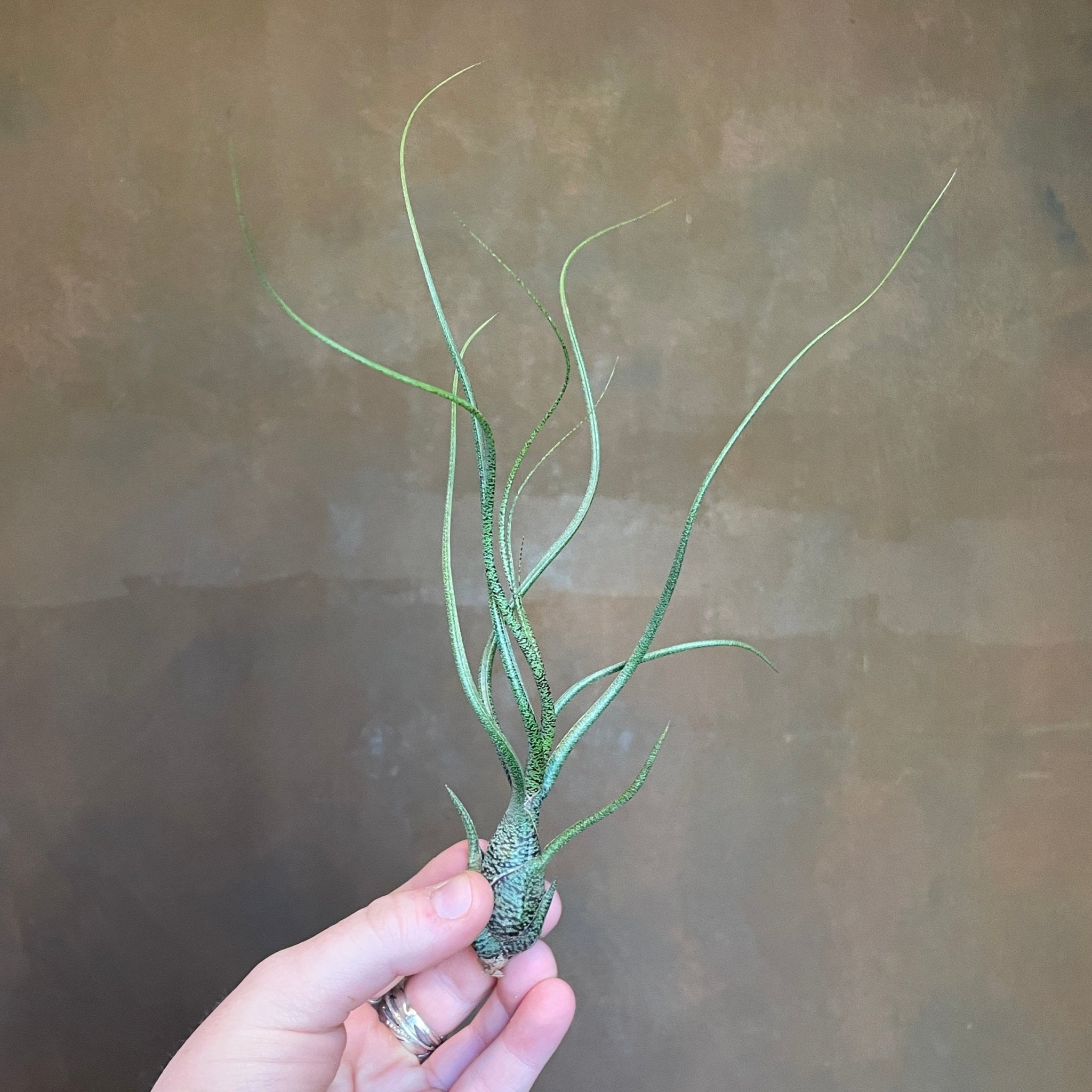Tillandsia - Air Plant (Lucky Dip) - grow urban. UK