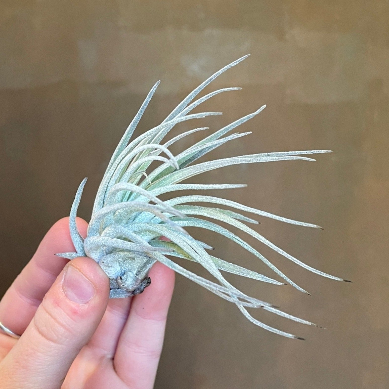 Tillandsia - Air Plant (Lucky Dip) - grow urban. UK