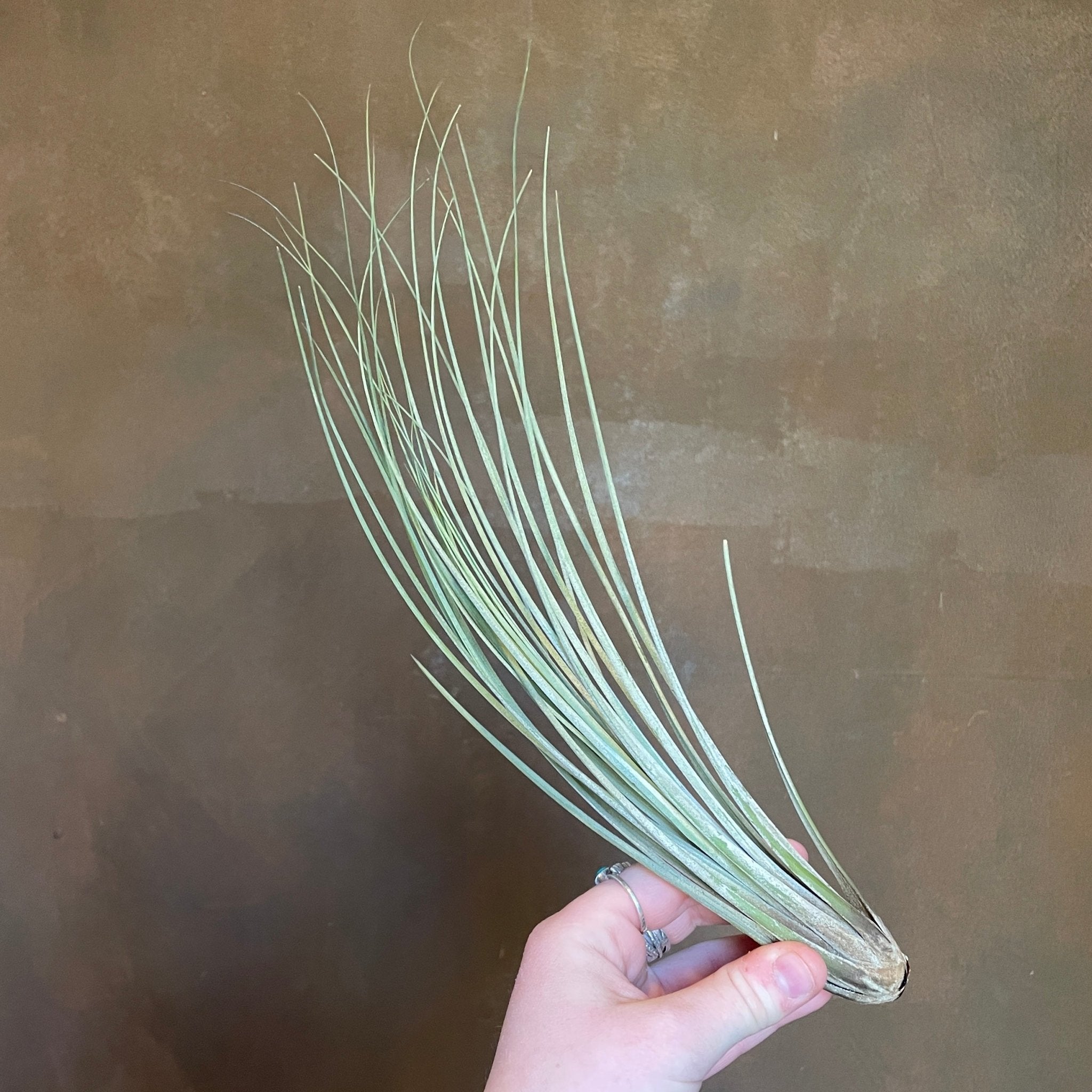 Tillandsia - Air Plant (Lucky Dip) - grow urban. UK