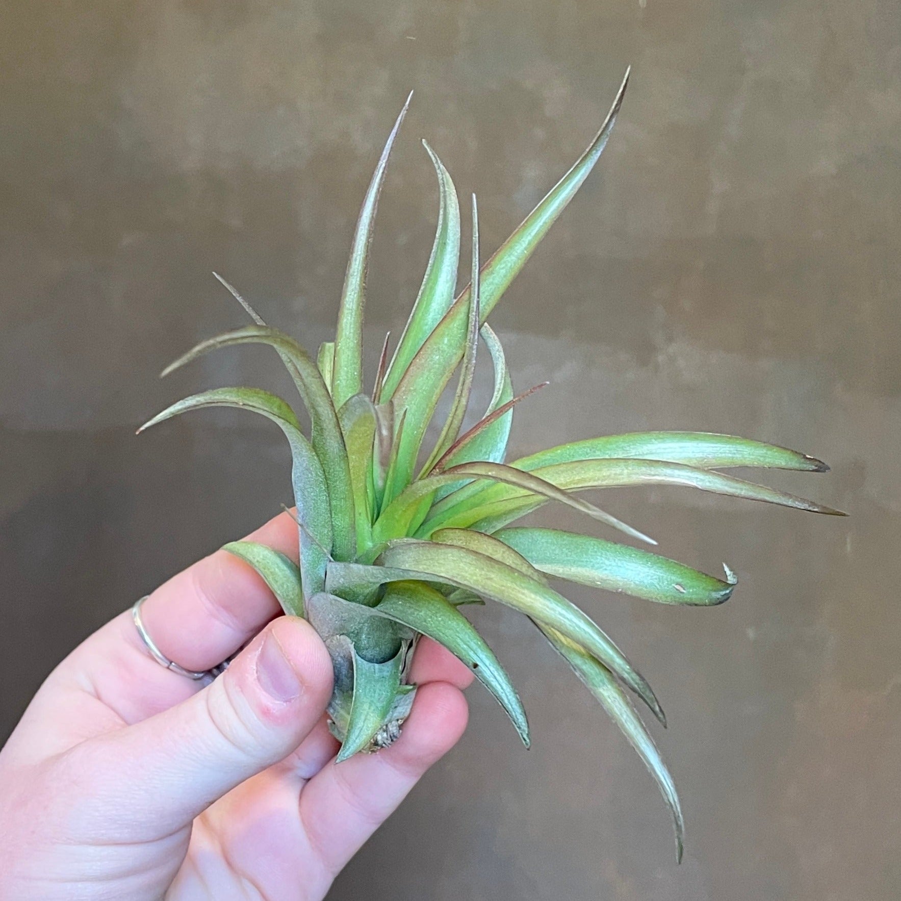 Tillandsia - Air Plant (Lucky Dip) - grow urban. UK