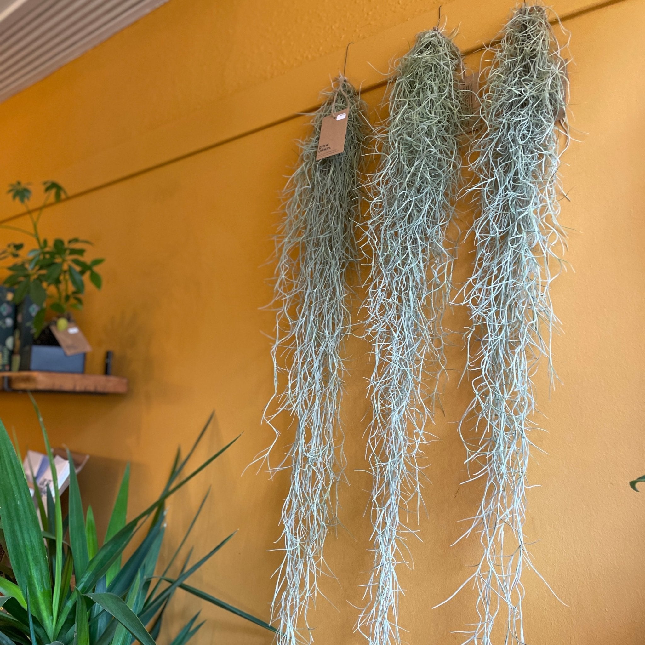 Tillandsia usneoides (90cm) - grow urban. UK