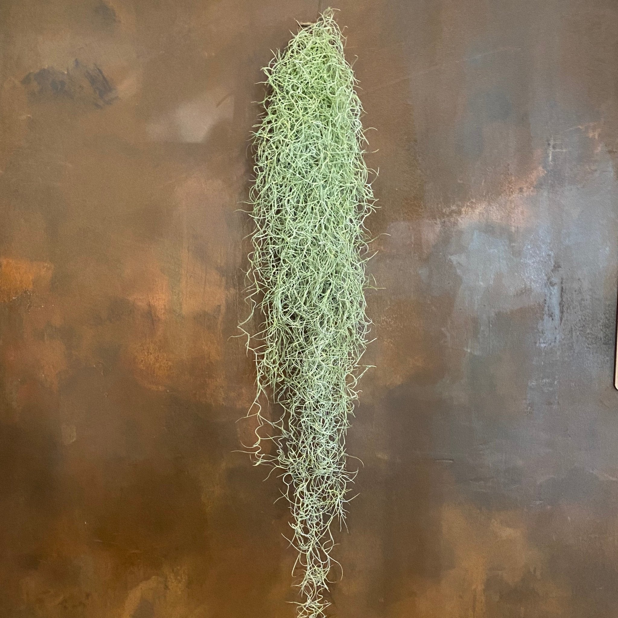 Tillandsia usneoides (Spanish Moss) (90cm) - grow urban. UK