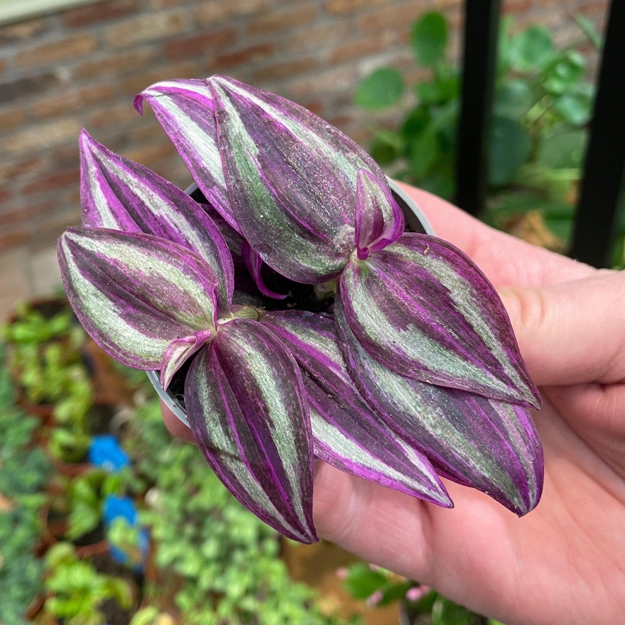 Tradecantia 'Pink Paradise' - grow urban. UK