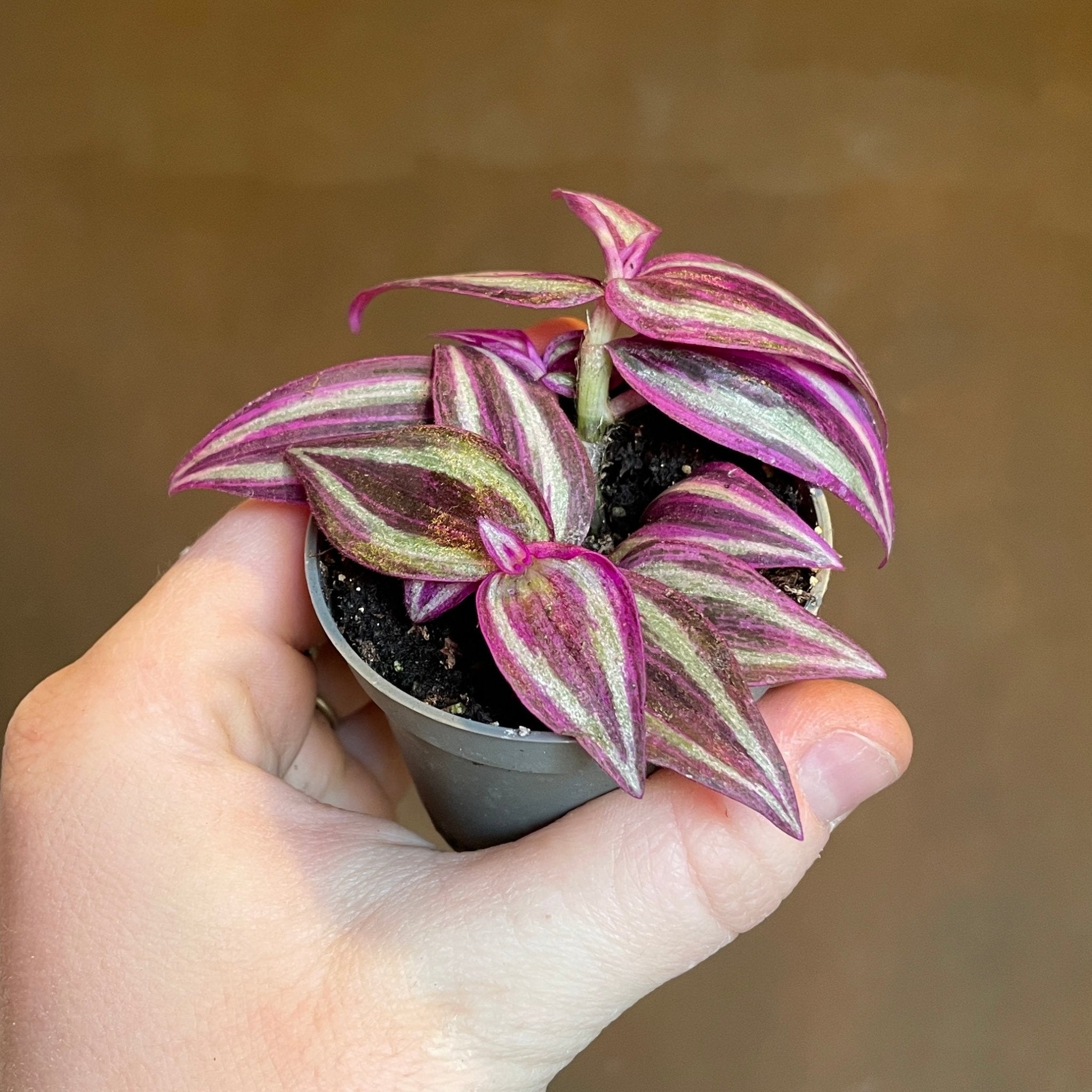 Tradecantia 'Pink Paradise' - grow urban. UK