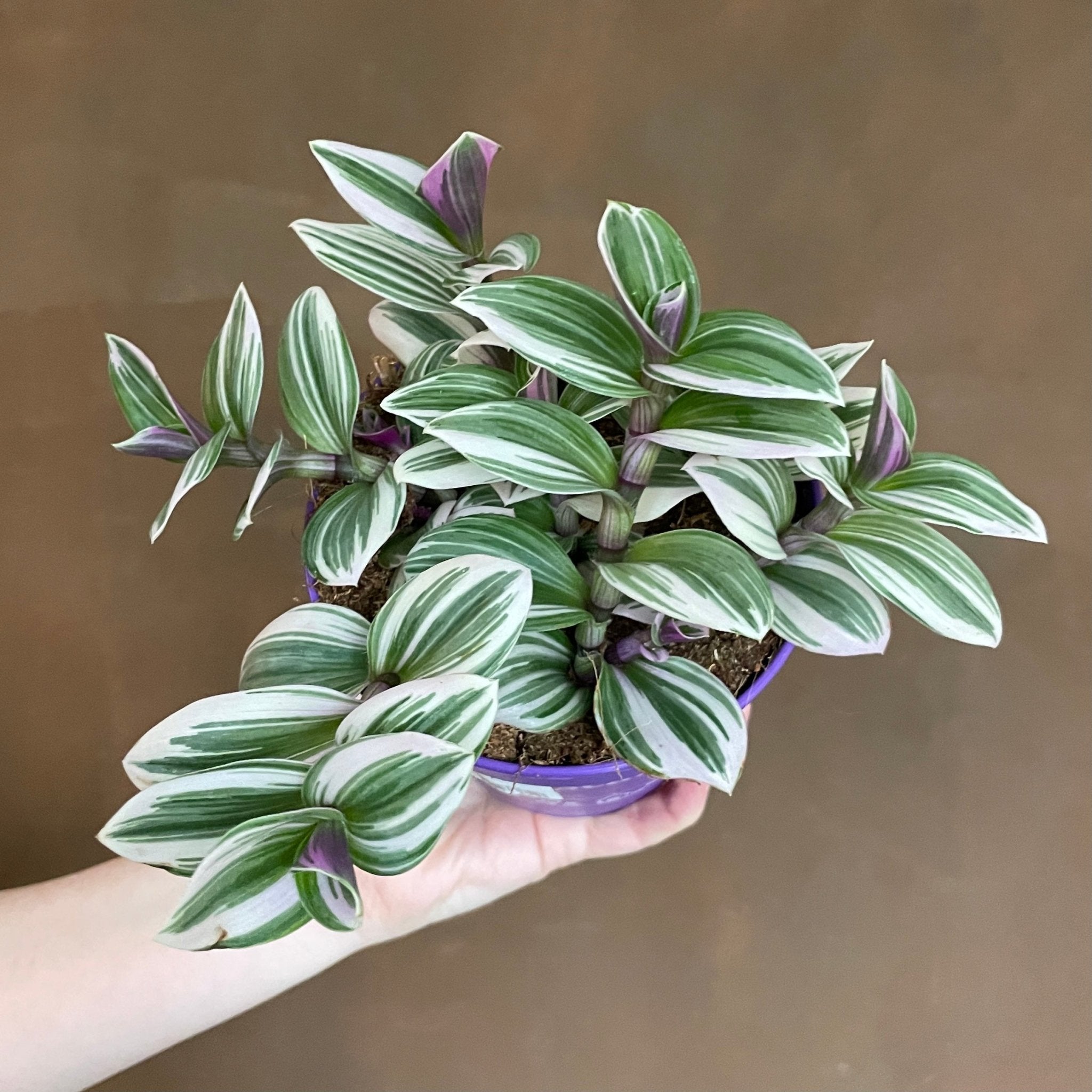 Tradescantia ‘Nanouk’ - grow urban. UK