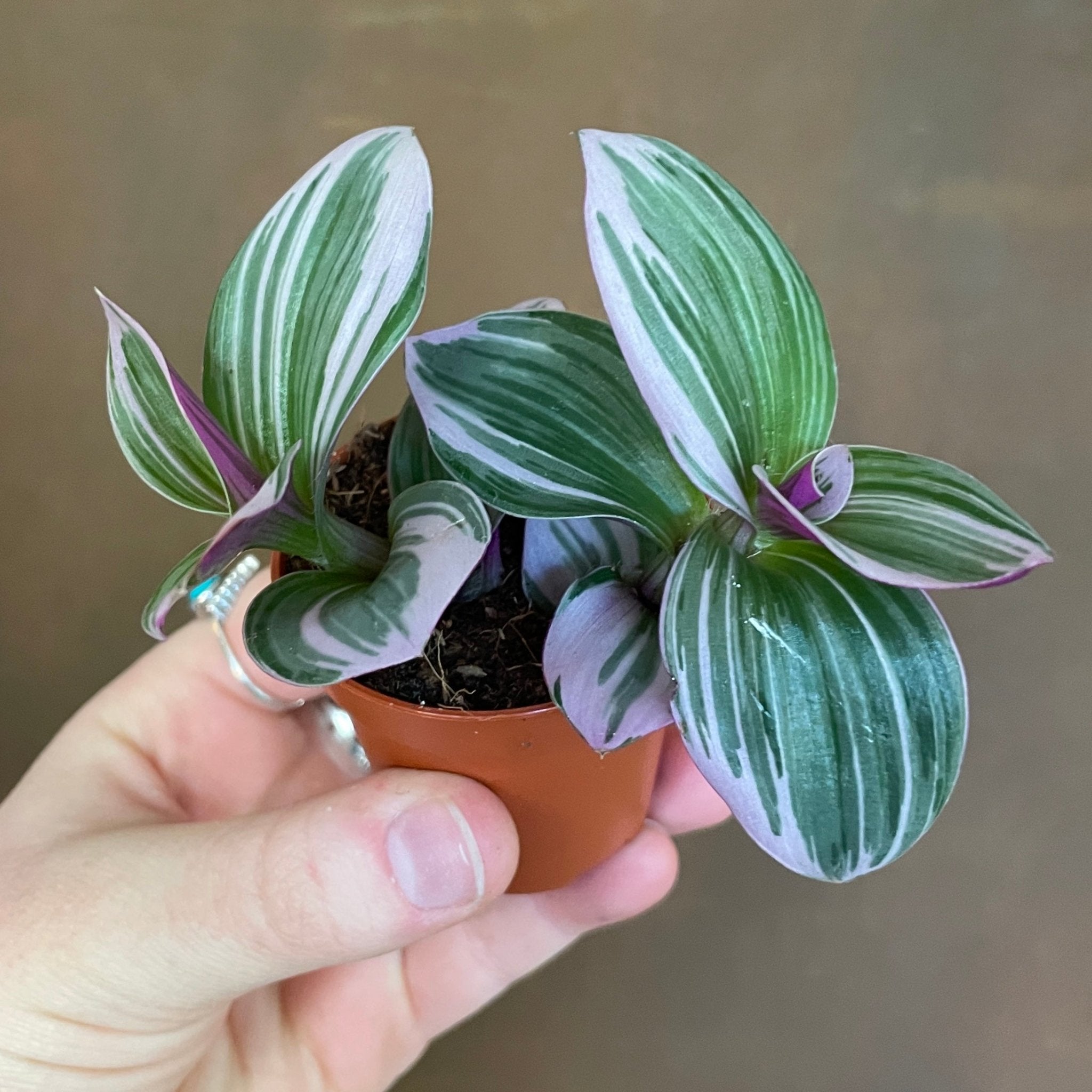 Tradescantia 'Nanouk' (mini) - grow urban. UK